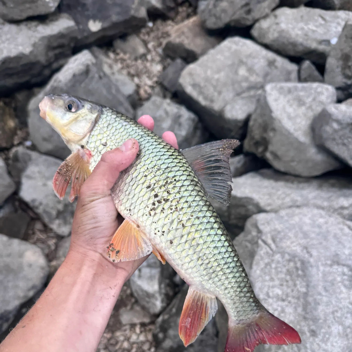 Shorthead redhorse caught on Fishbrain