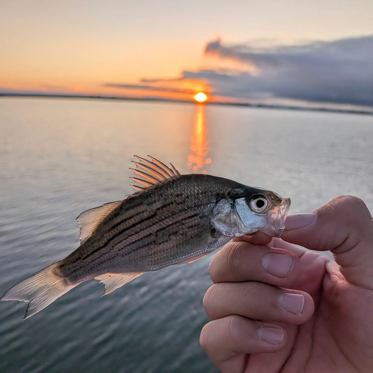 White bass caught on Fishbrain
