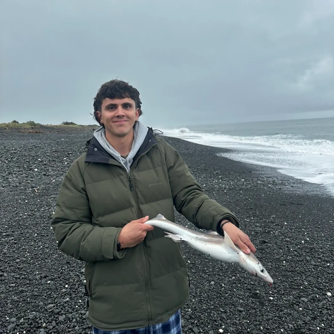 The most recent Gummy shark catches on Fishbrain