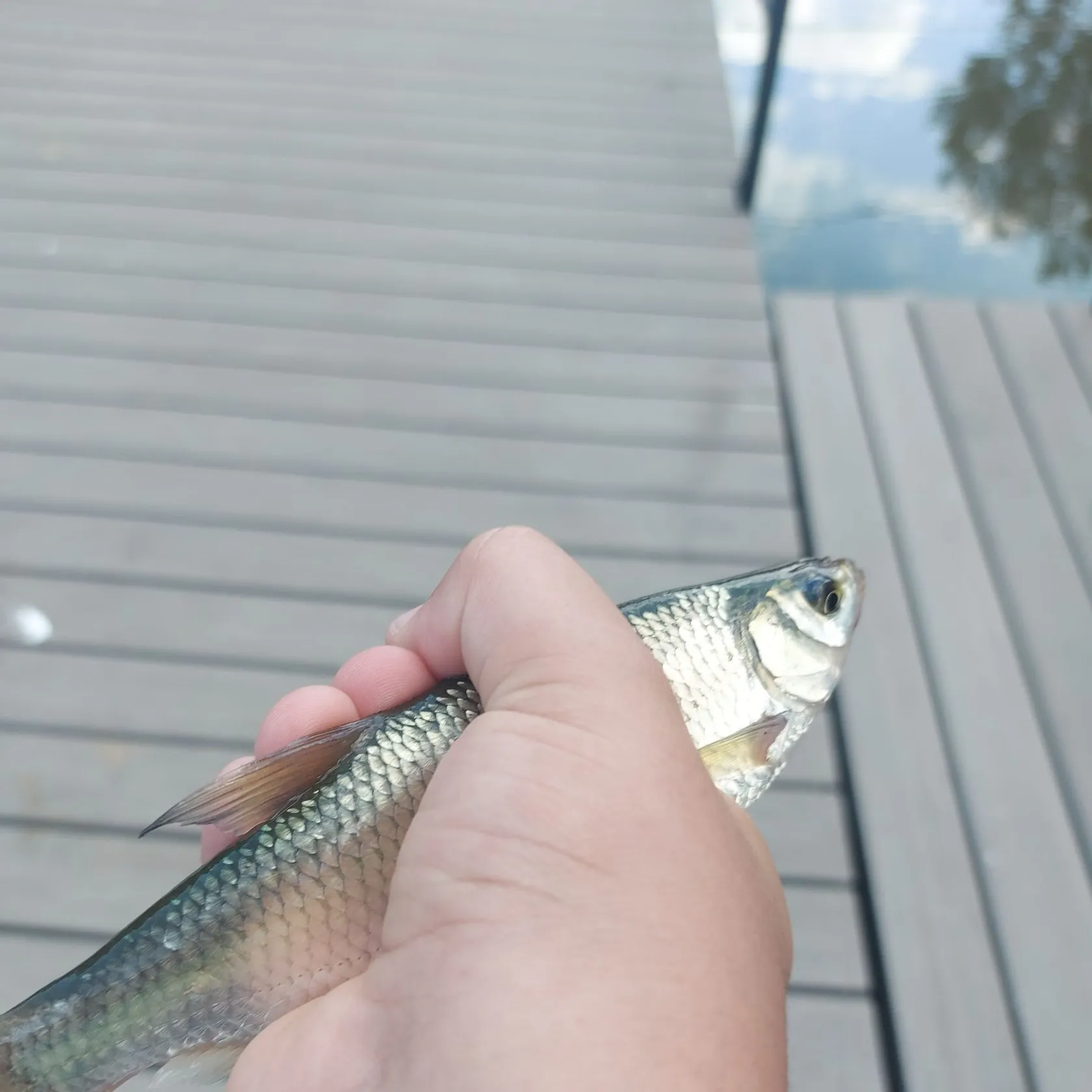 The most recent Cactus roach catches on Fishbrain