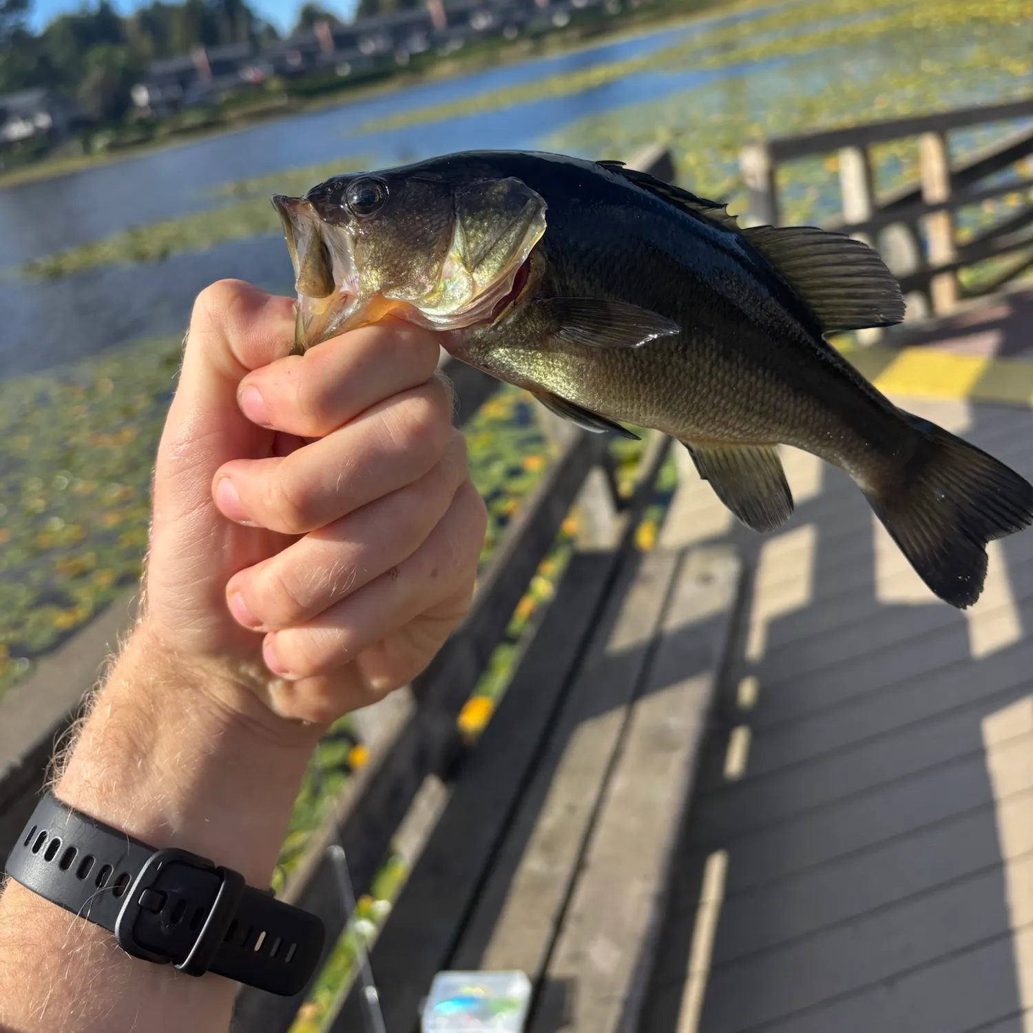 catch