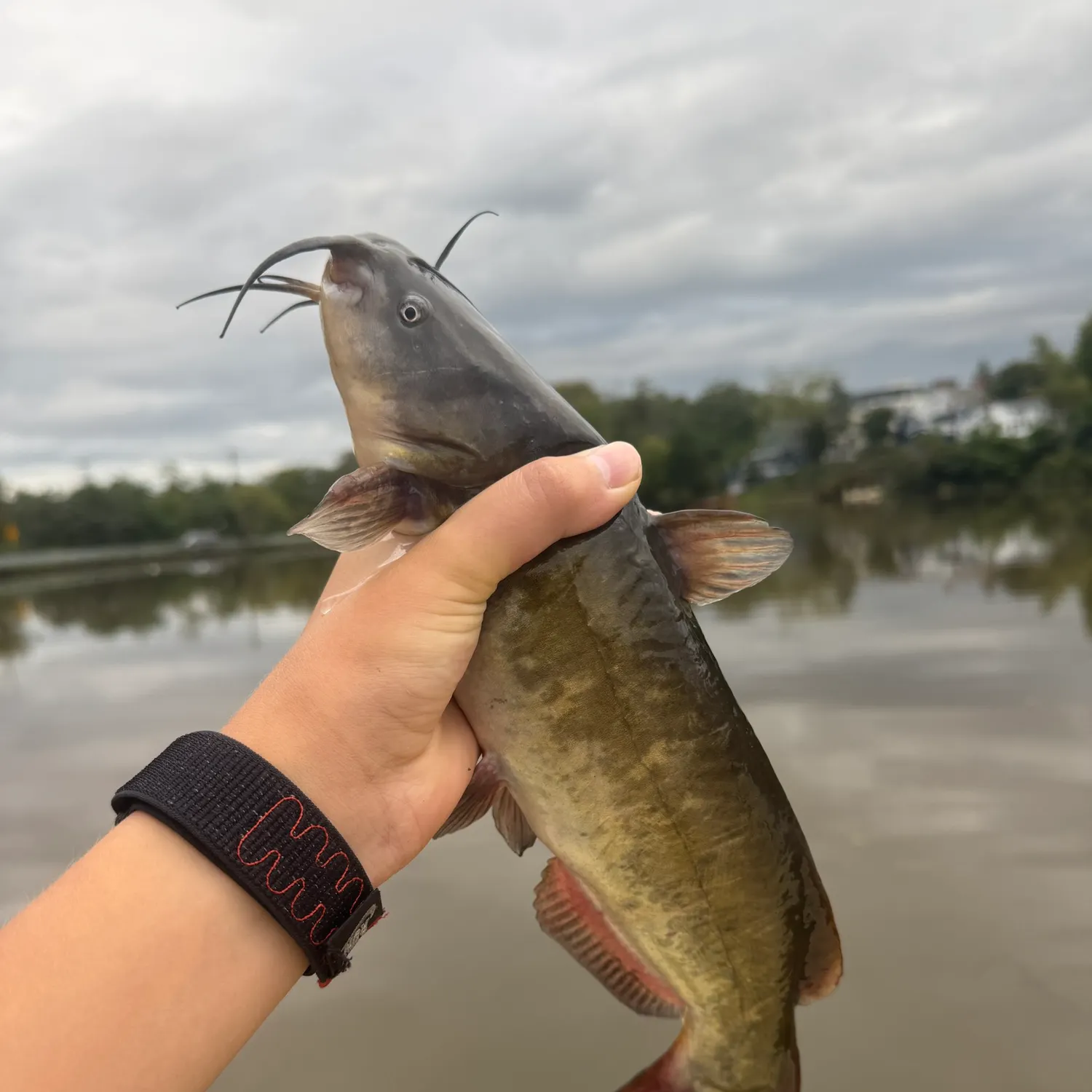 Brown bullhead caught on Fishbrain