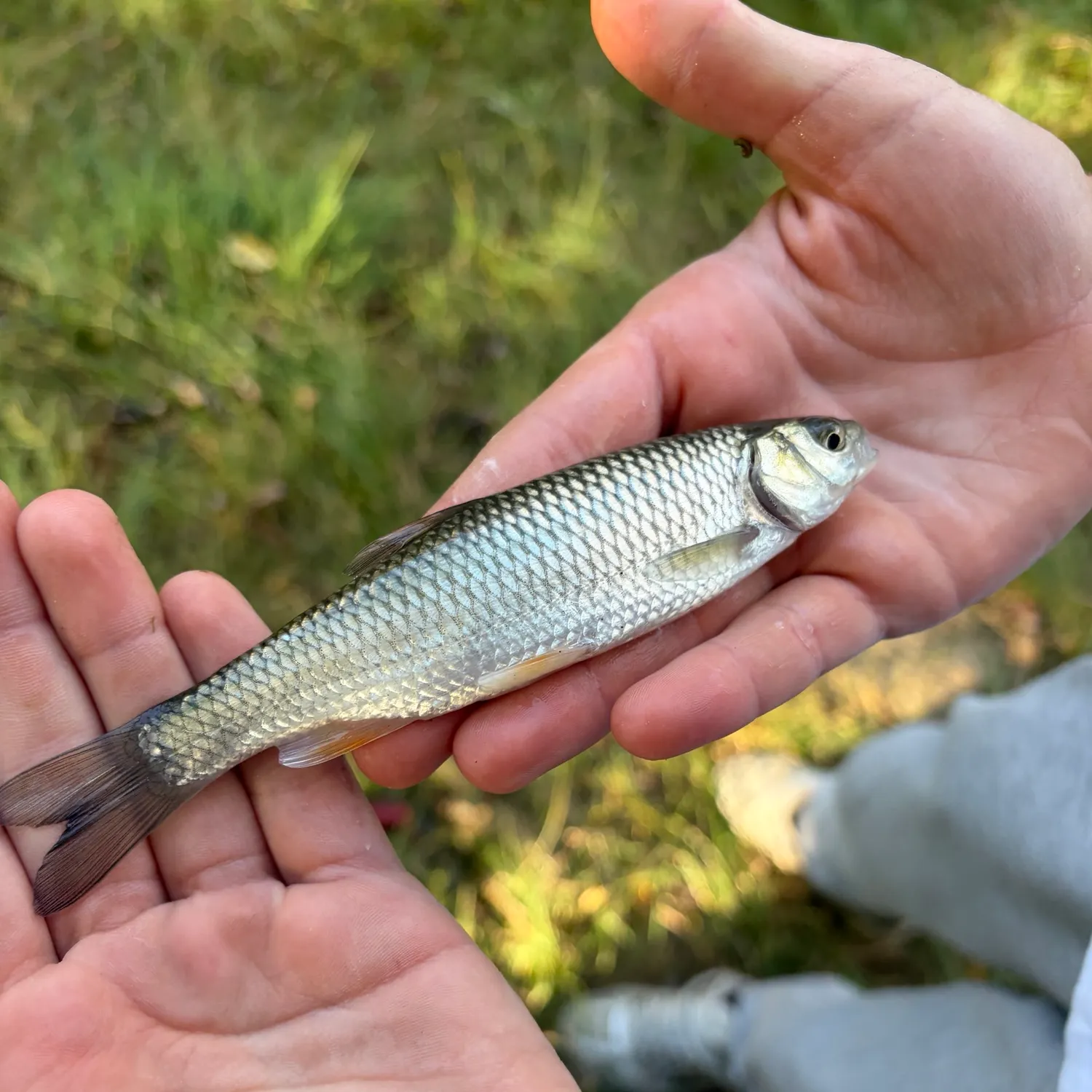 European chub caught on Fishbrain