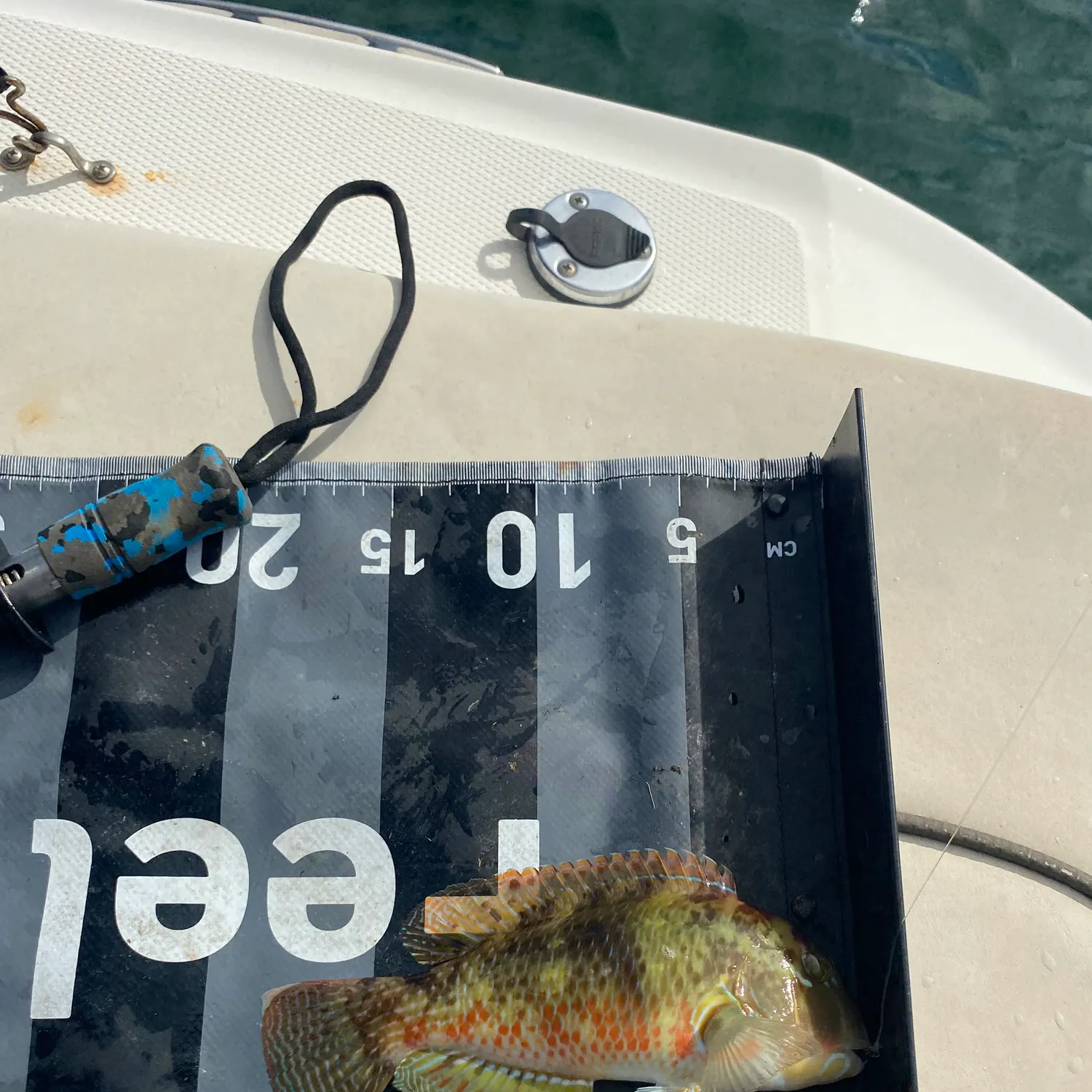 The most recent Ember parrotfish catches on Fishbrain