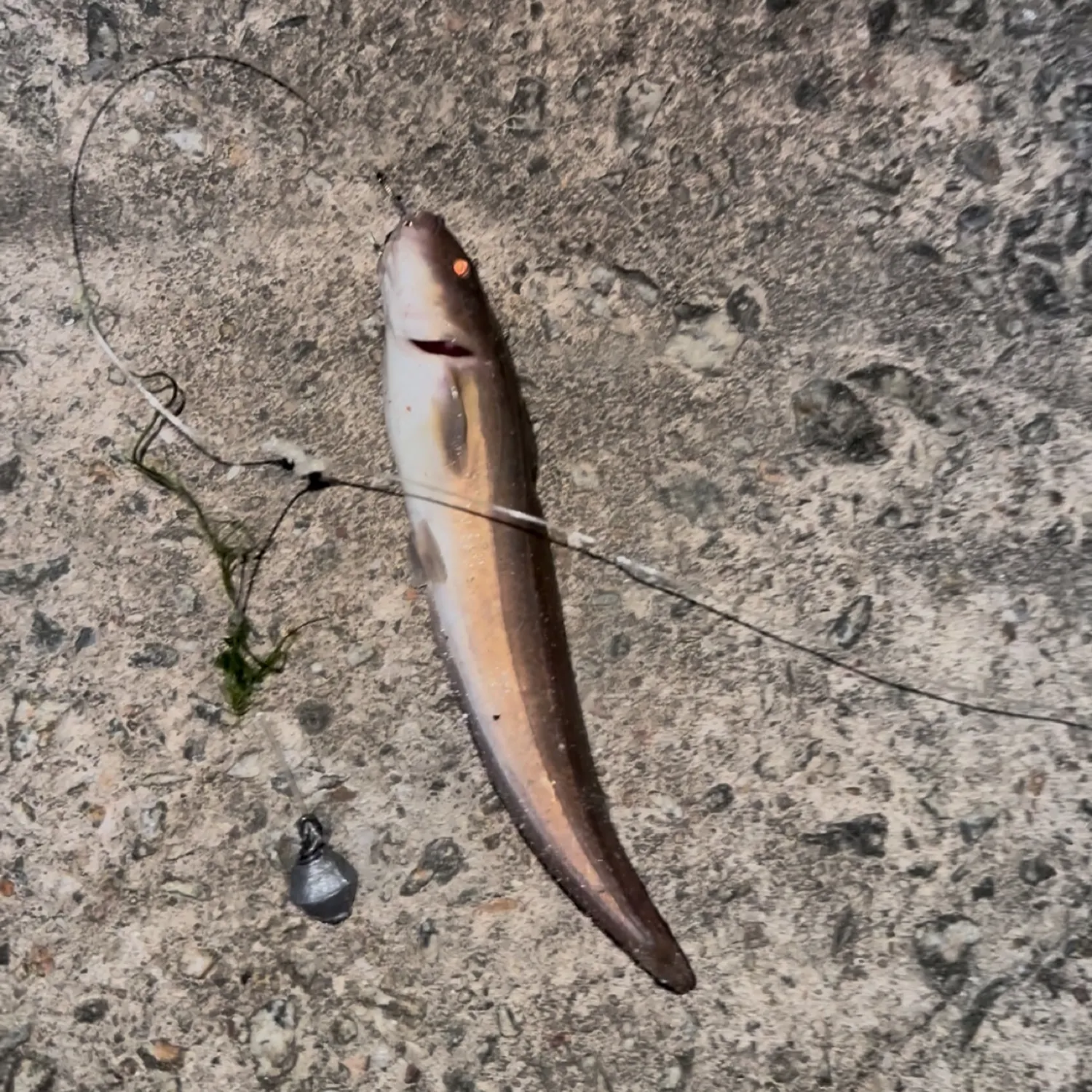 The most popular recent Stinging eel catfish catch on Fishbrain