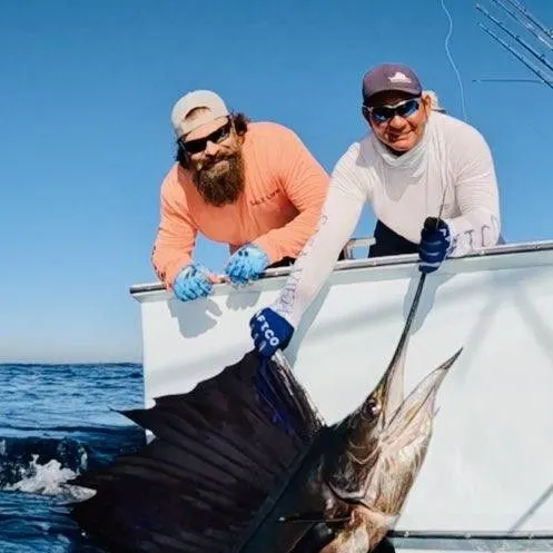 Atlantic sailfish caught on Fishbrain