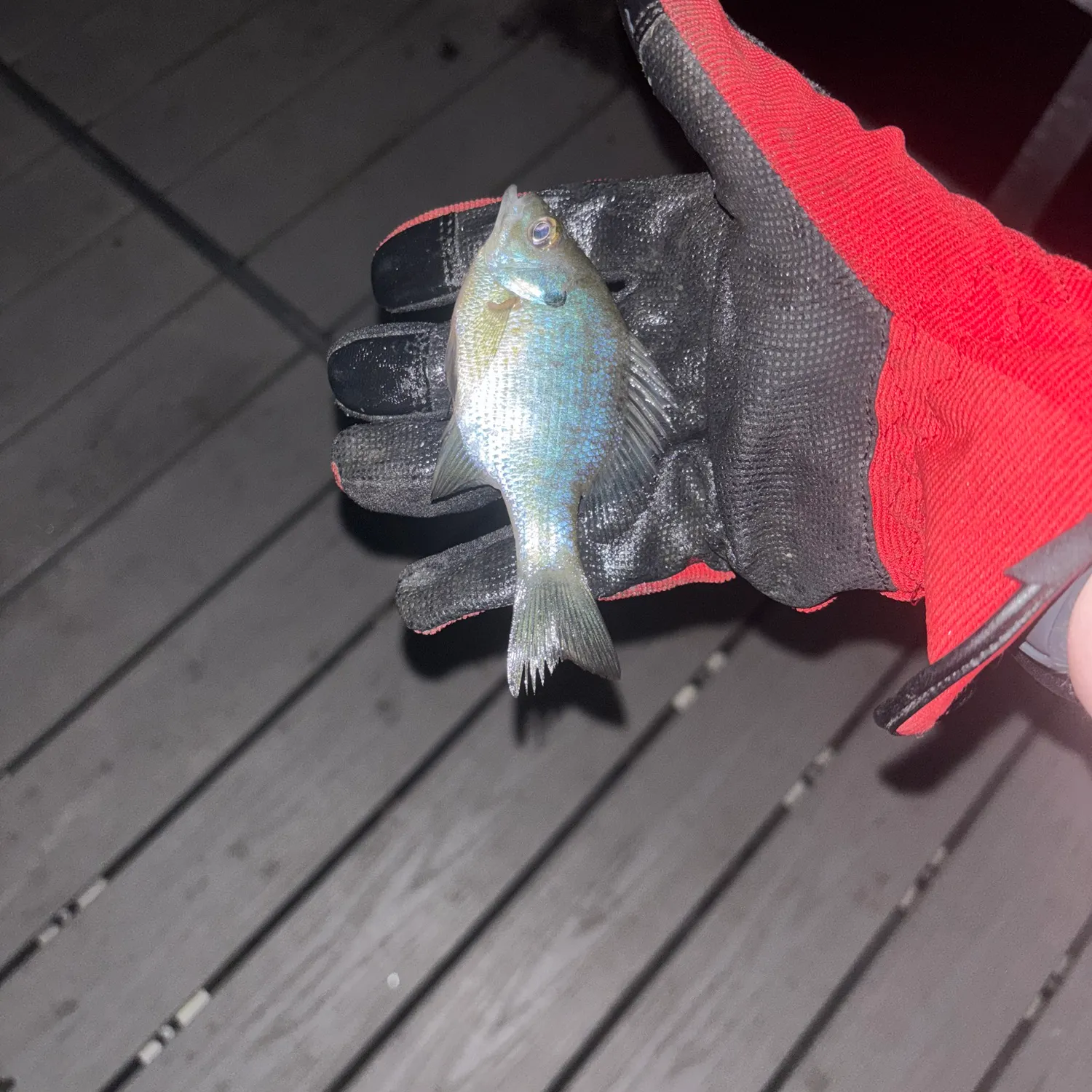 Bluegill caught on Fishbrain