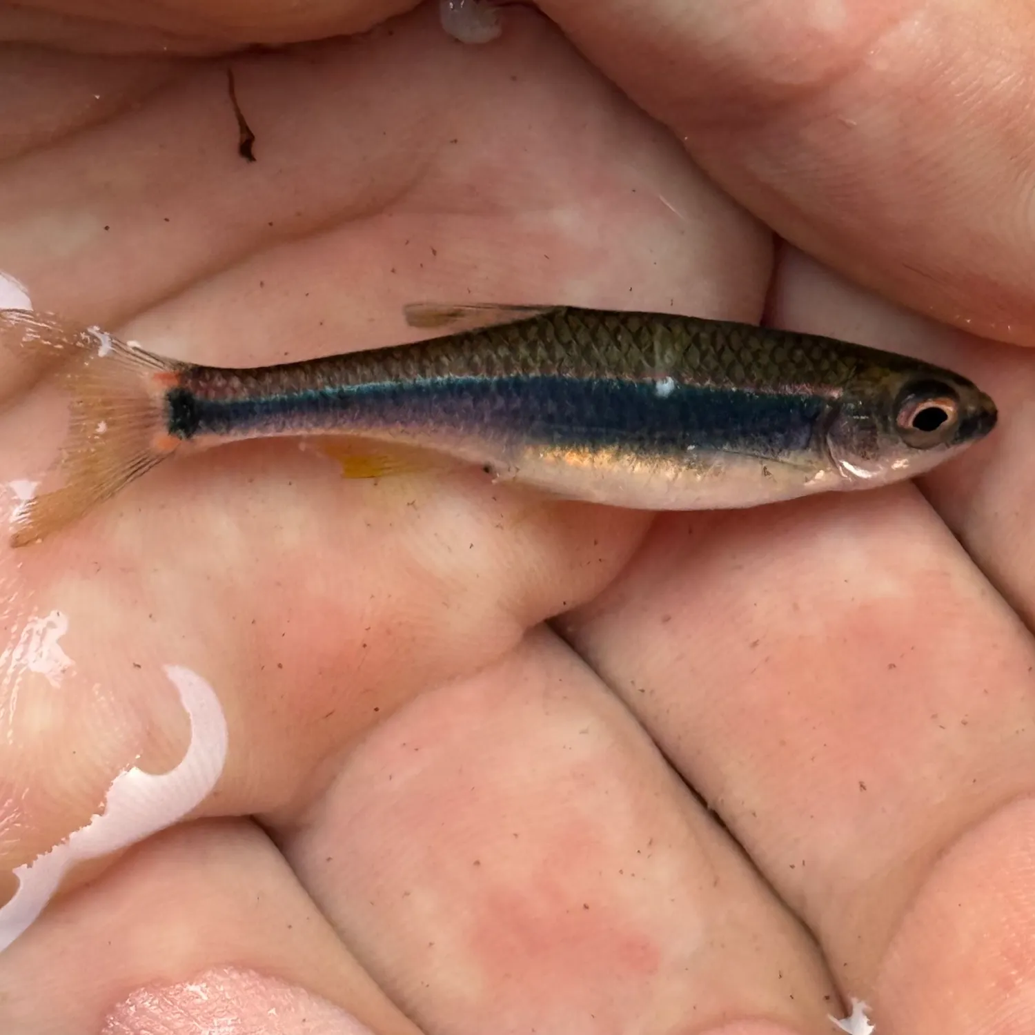 The most recent Apalachee shiner catches on Fishbrain