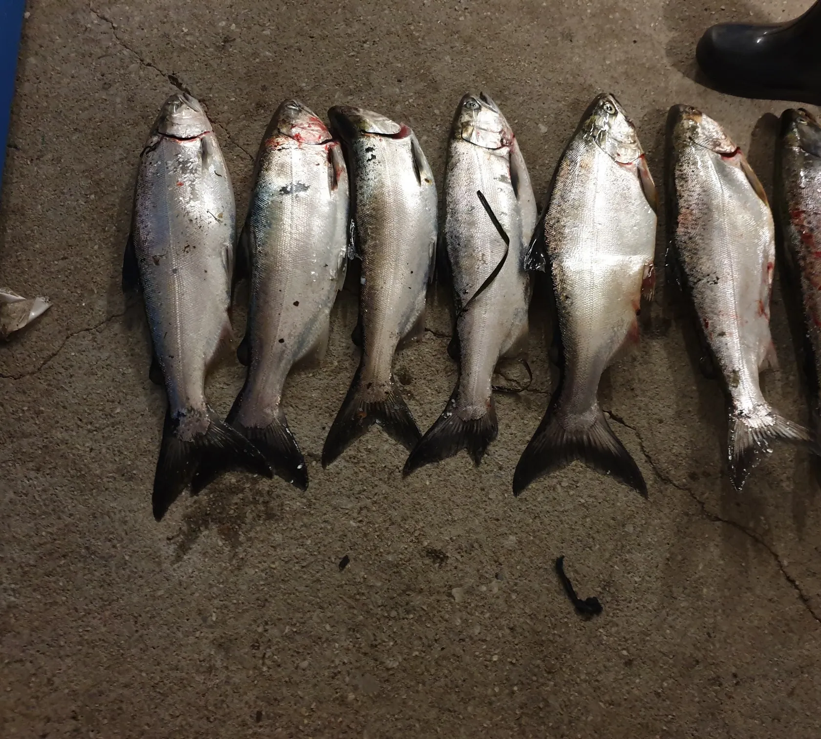 recently logged catches