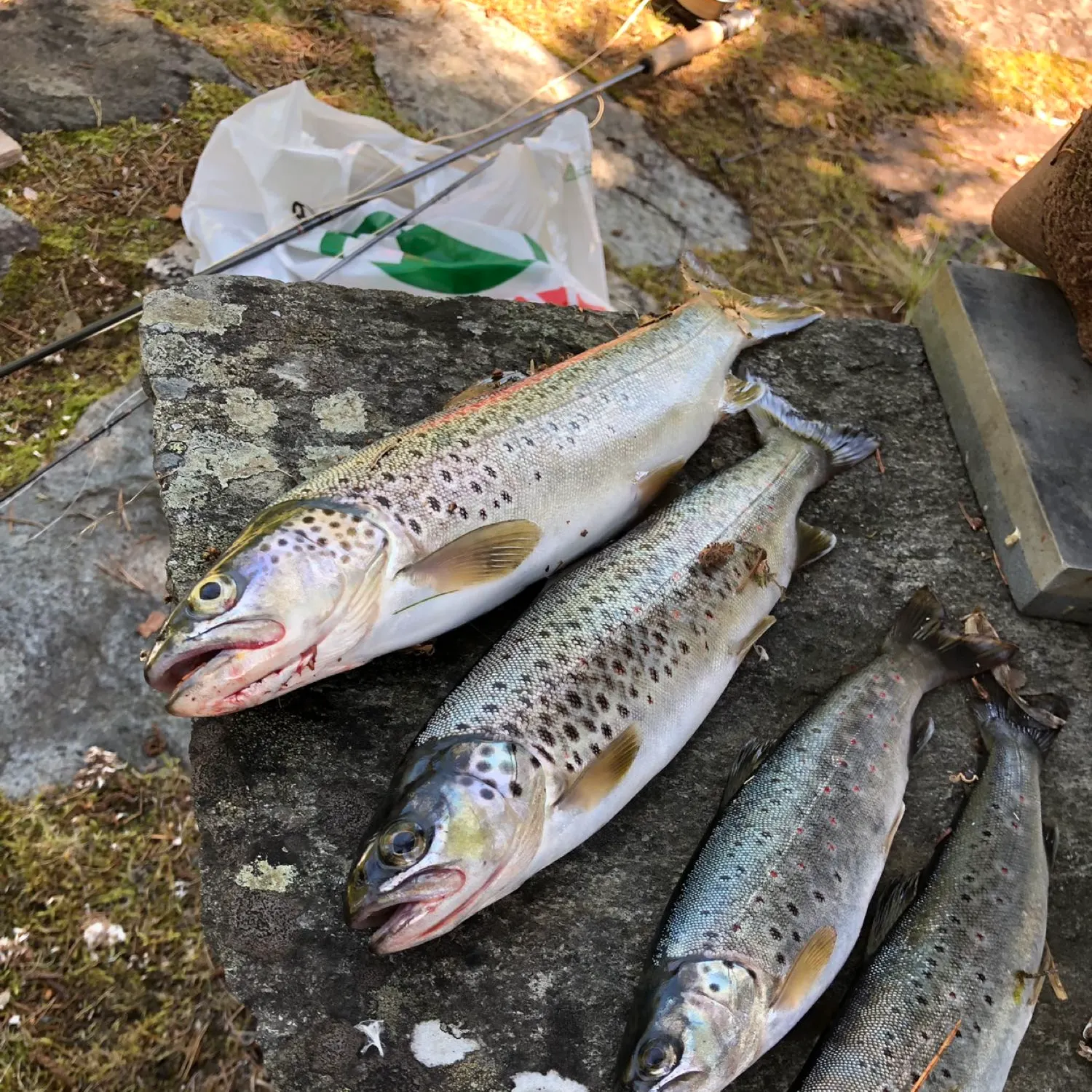 recently logged catches