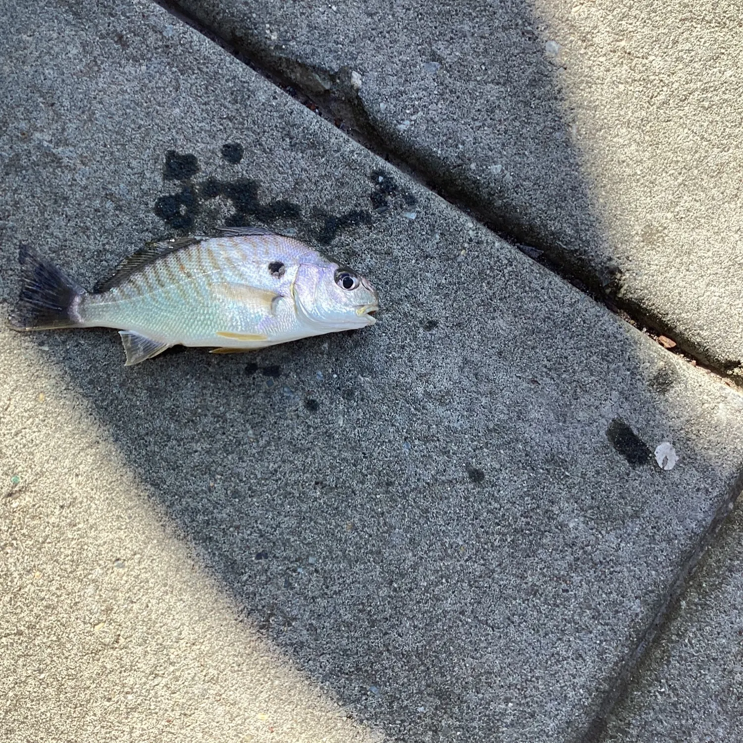 Spot croaker caught on Fishbrain