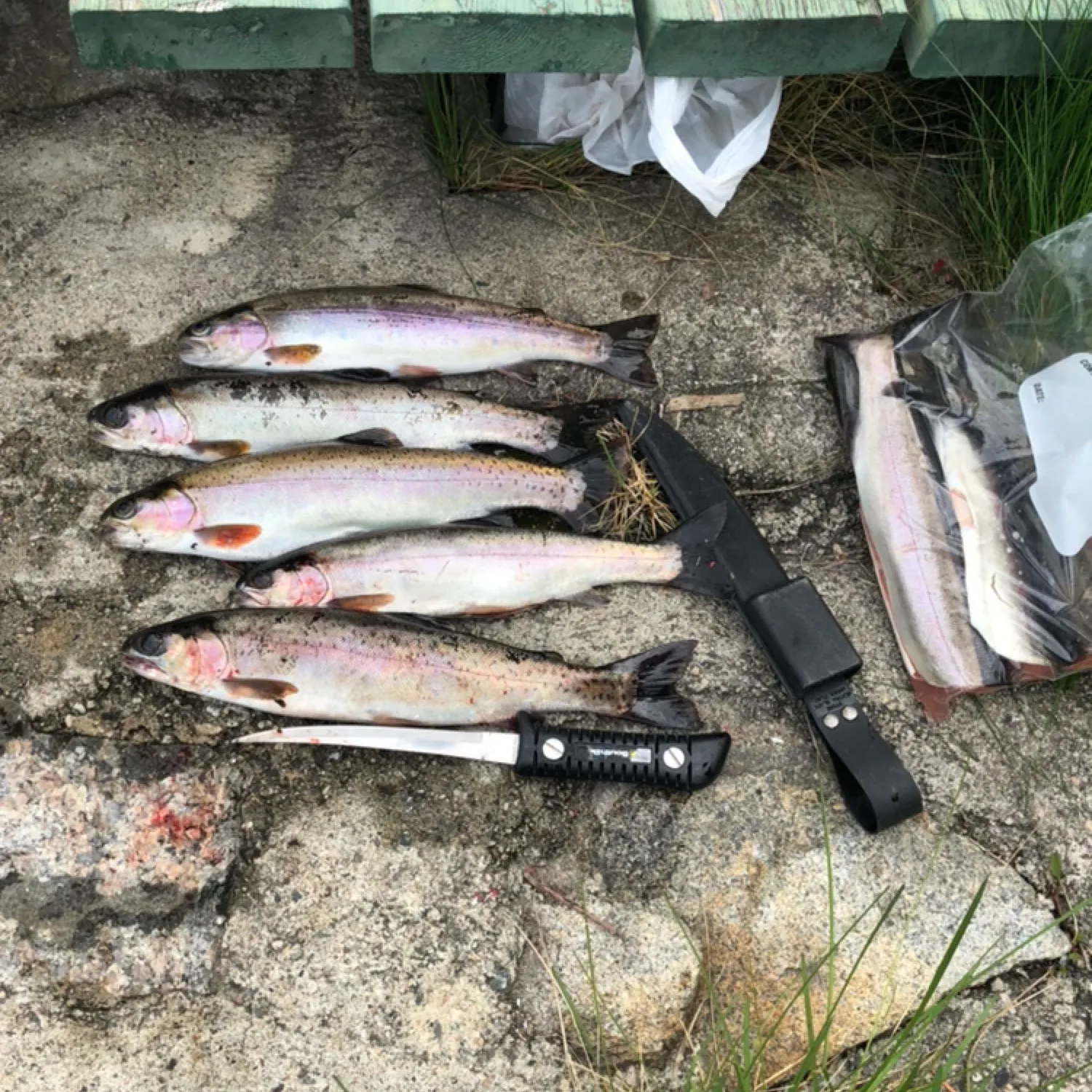 recently logged catches