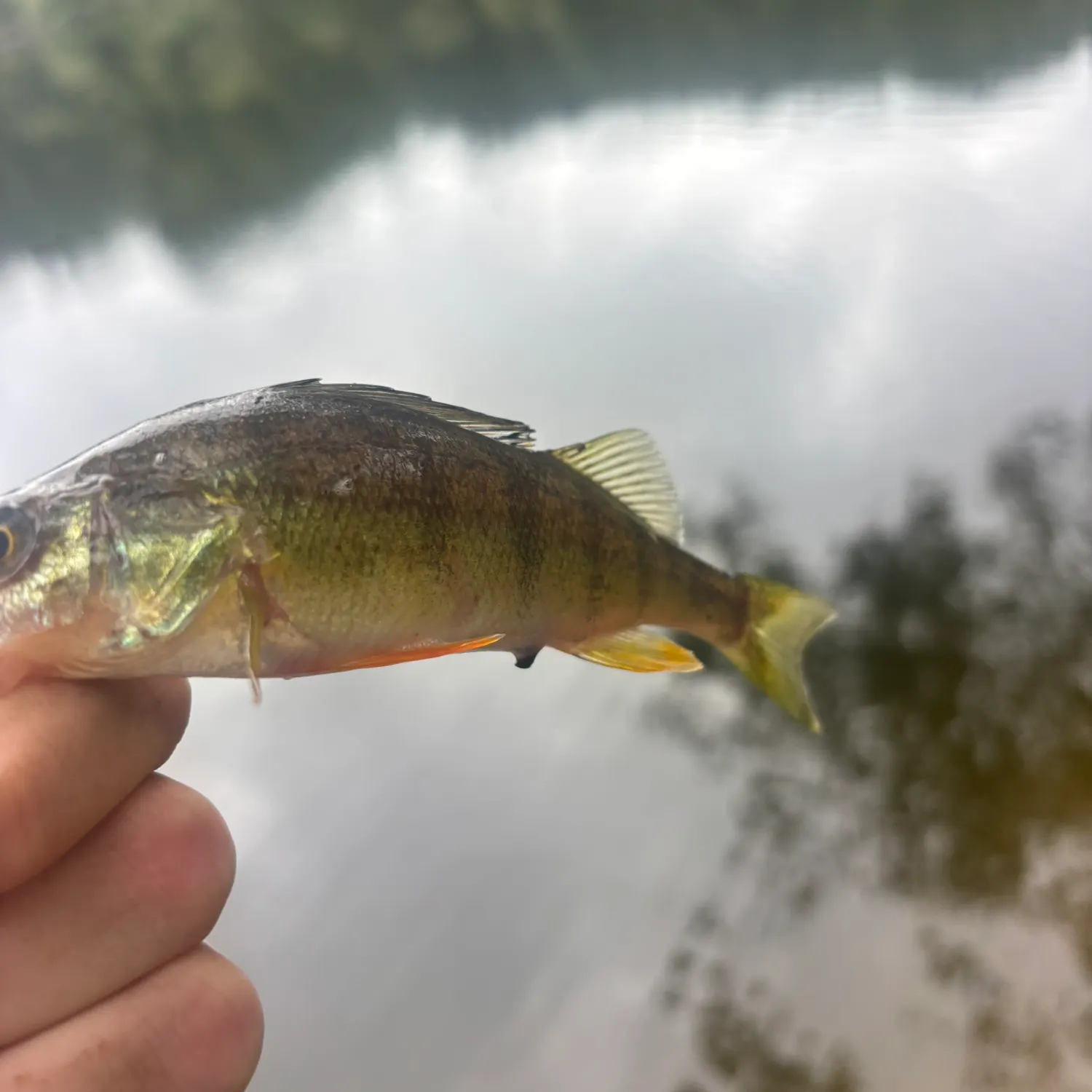 Yellow perch caught on Fishbrain