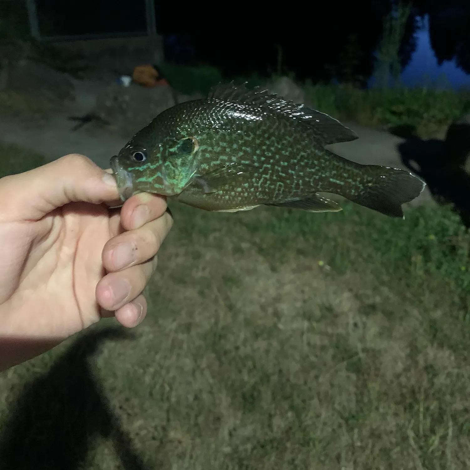 Greengill hybrid caught on Fishbrain
