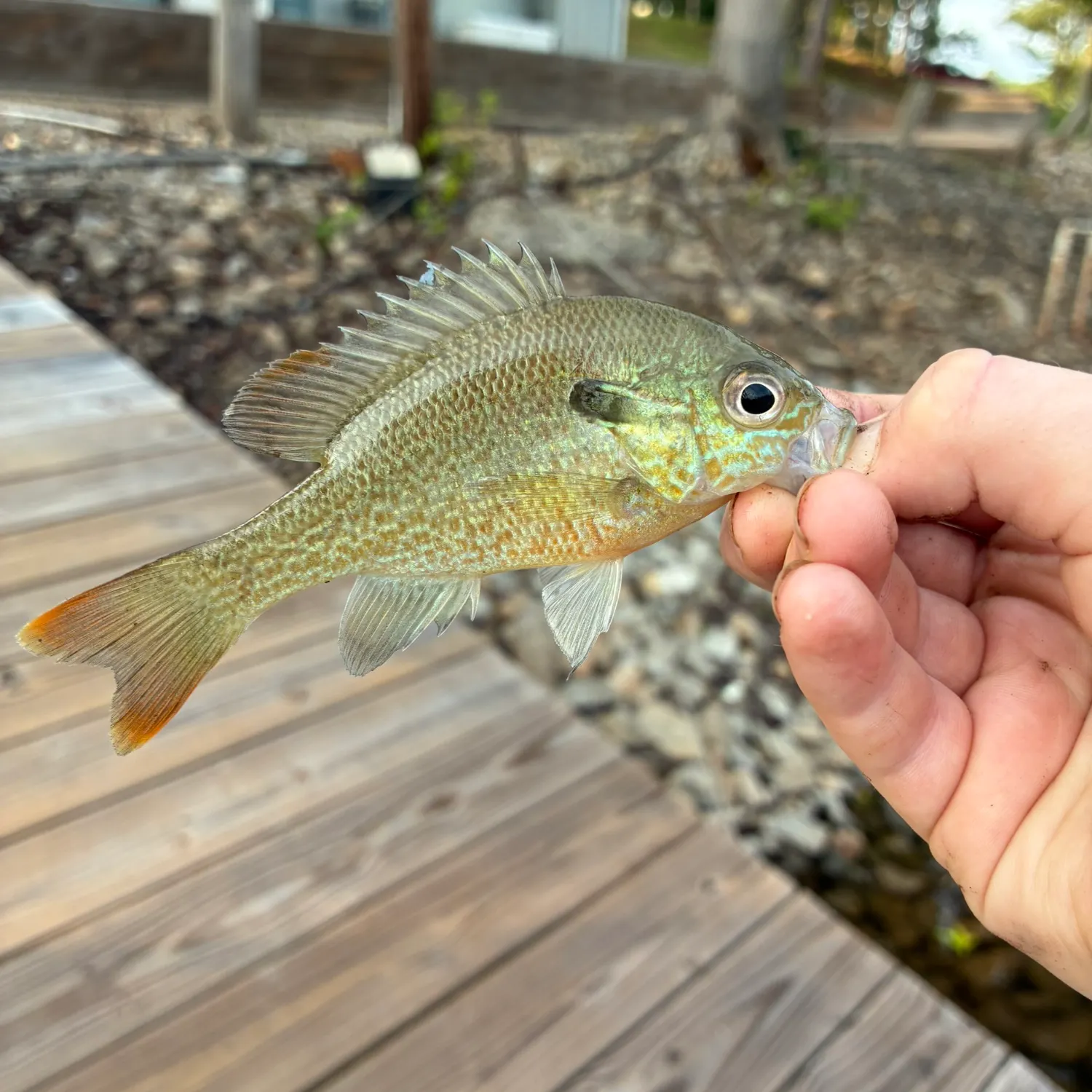 The most recent Longear x green sunfish catches on Fishbrain