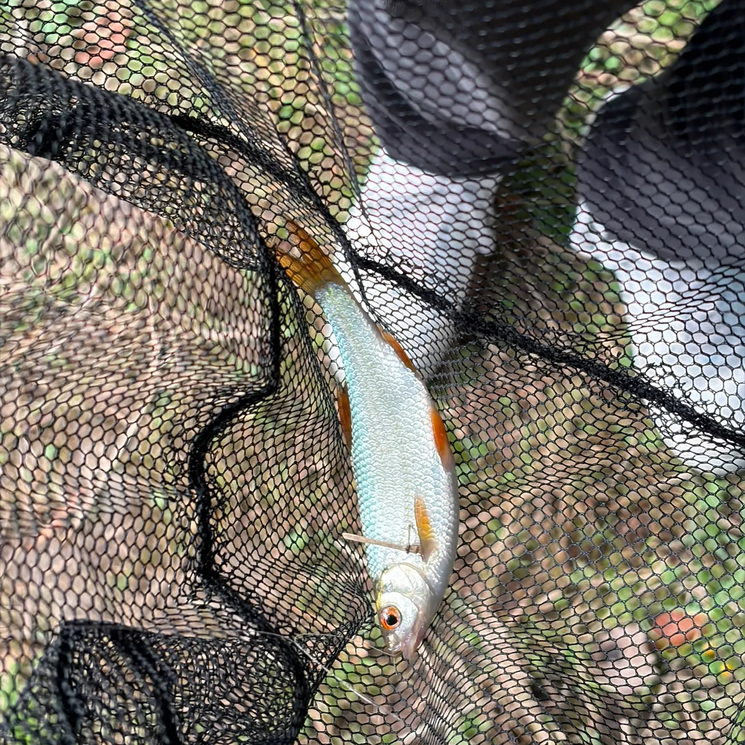 Common roach caught on Fishbrain