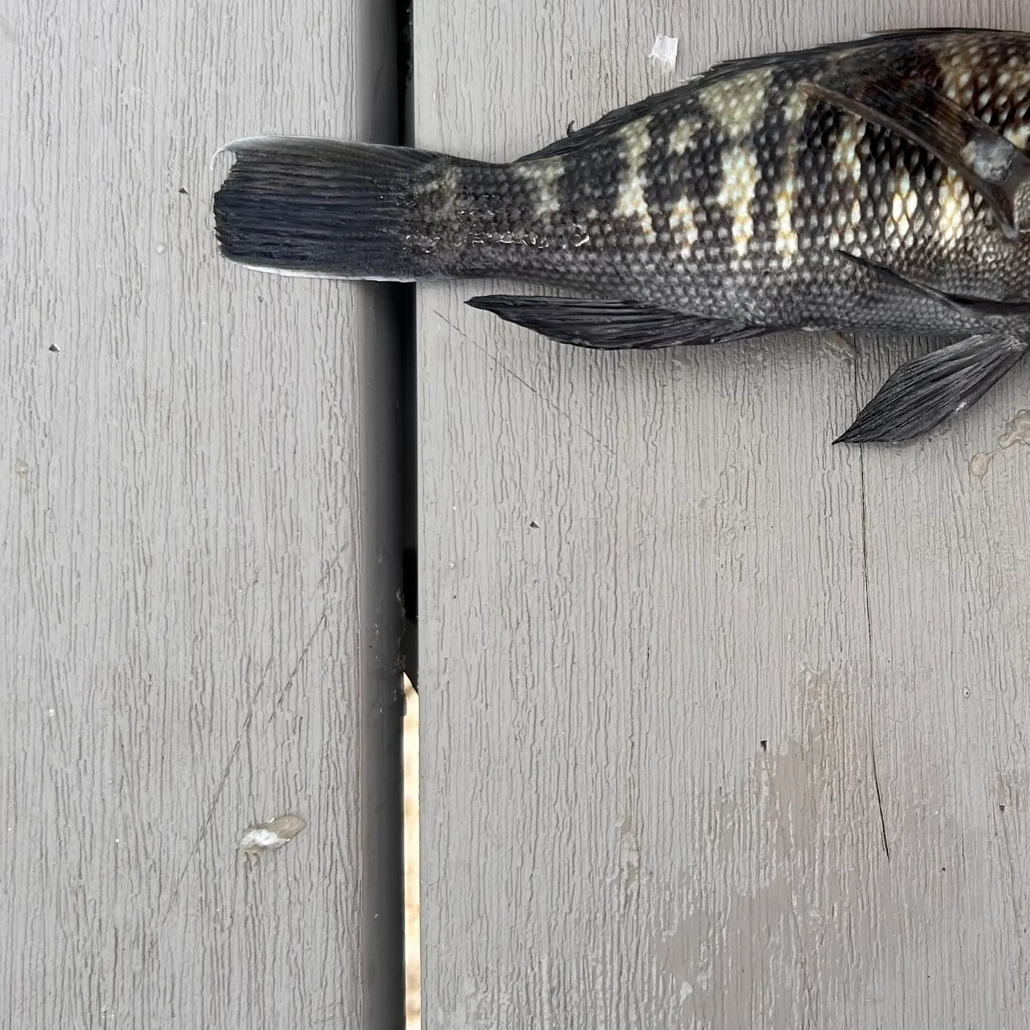 Black sea bass caught on Fishbrain