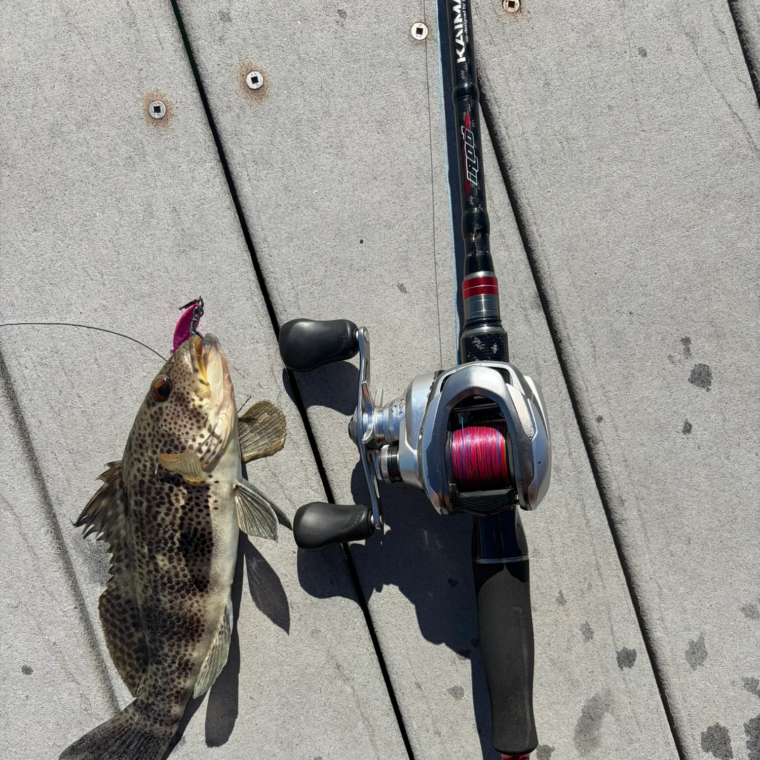 Spotted sand bass caught on Fishbrain