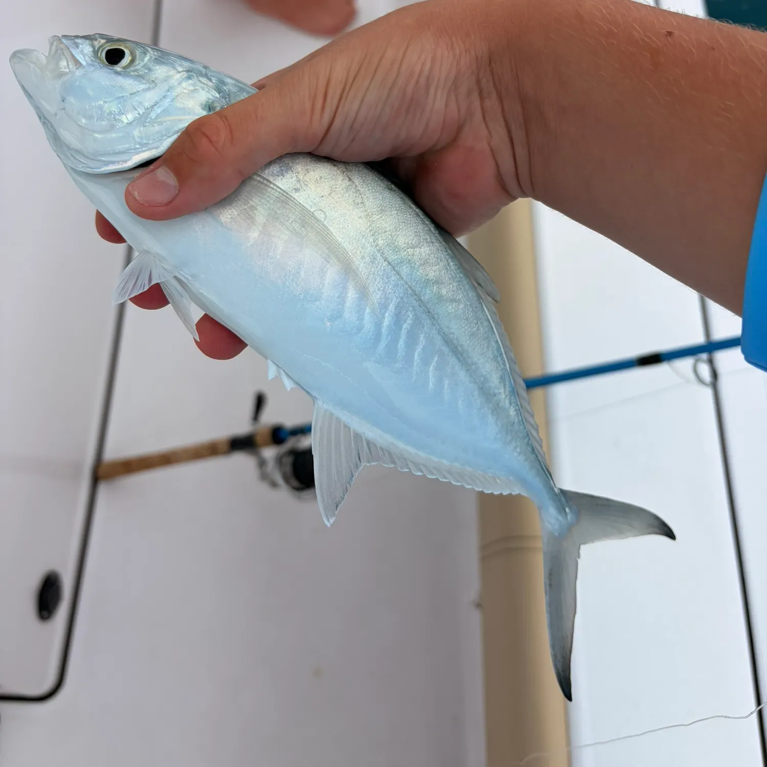 The most recent Blue runner catches on Fishbrain