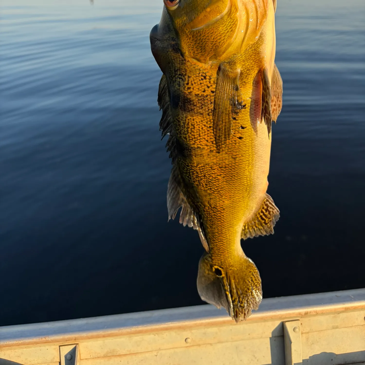 The most recent Kelberi peacock bass catches on Fishbrain