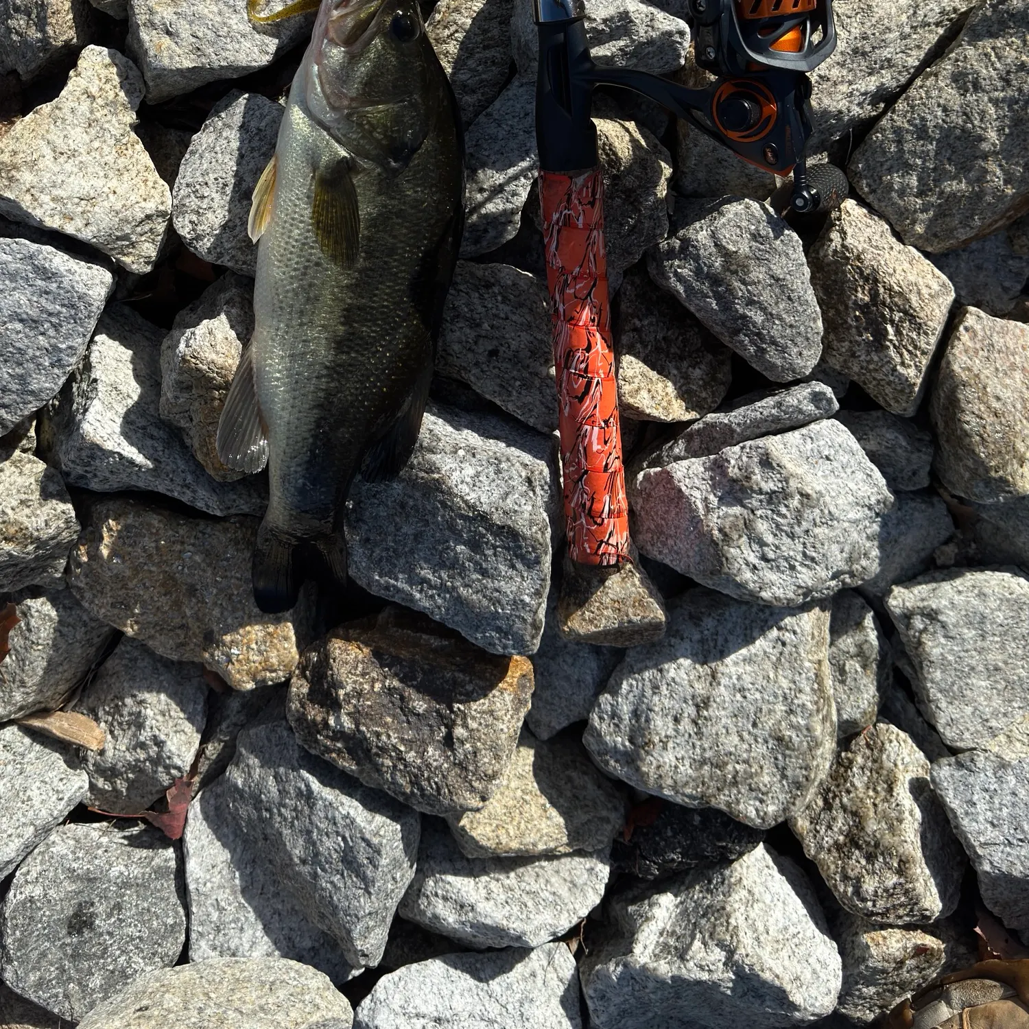 Largemouth bass caught on Fishbrain