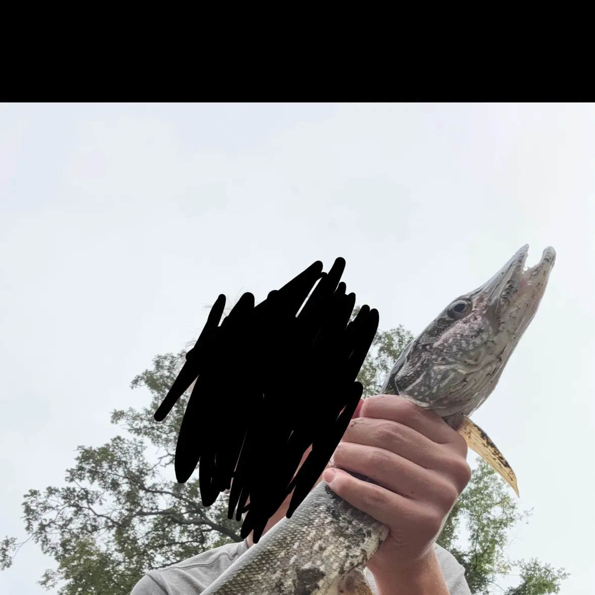 Northern pike caught on Fishbrain