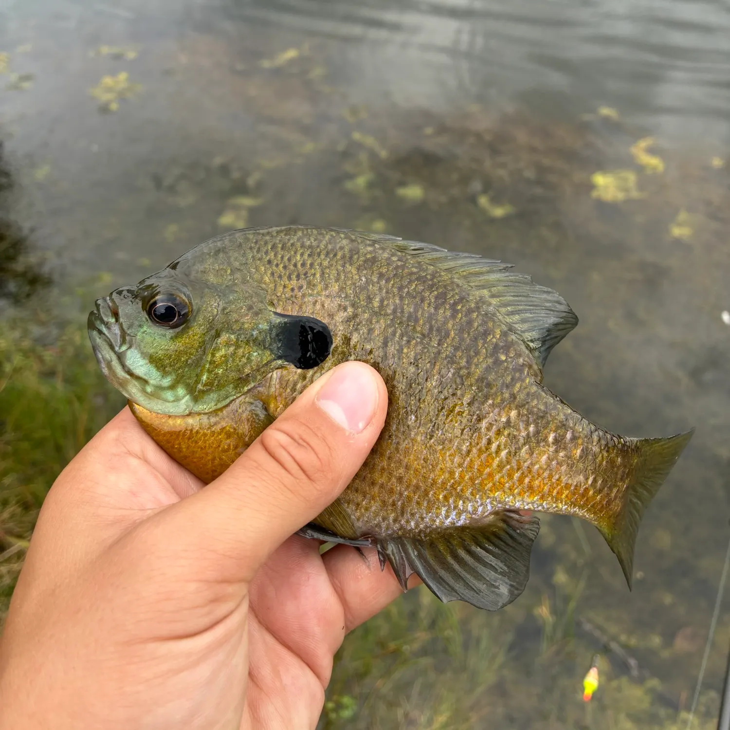 Bluegill caught on Fishbrain