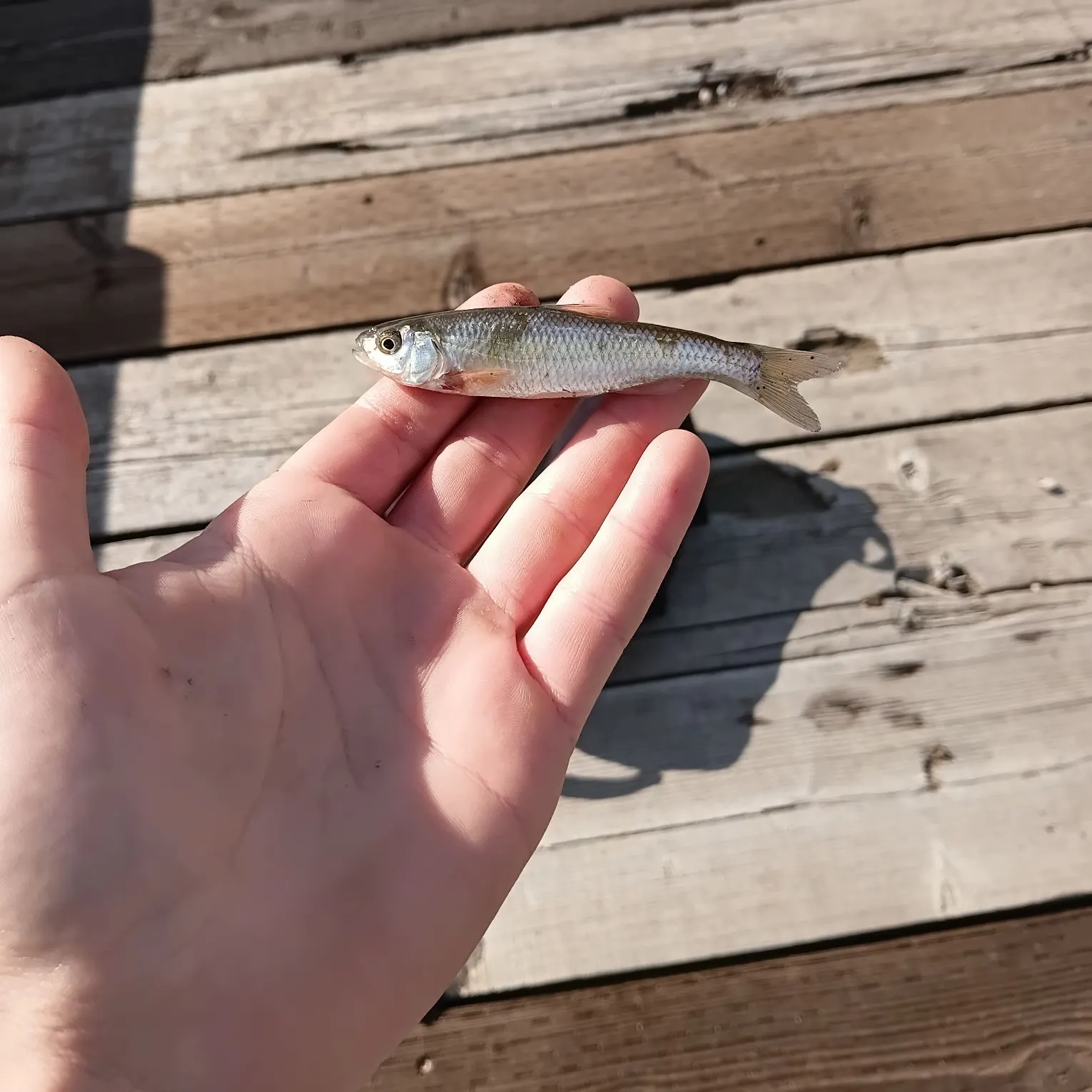 Common shiner caught on Fishbrain