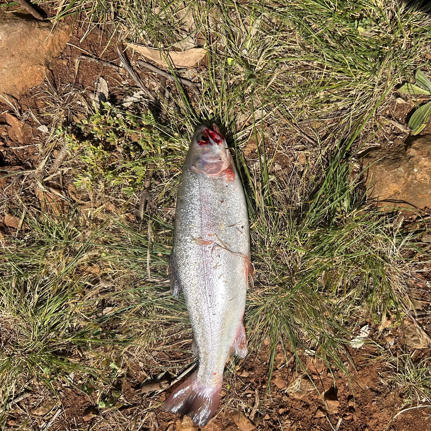 Rainbow trout caught on Fishbrain