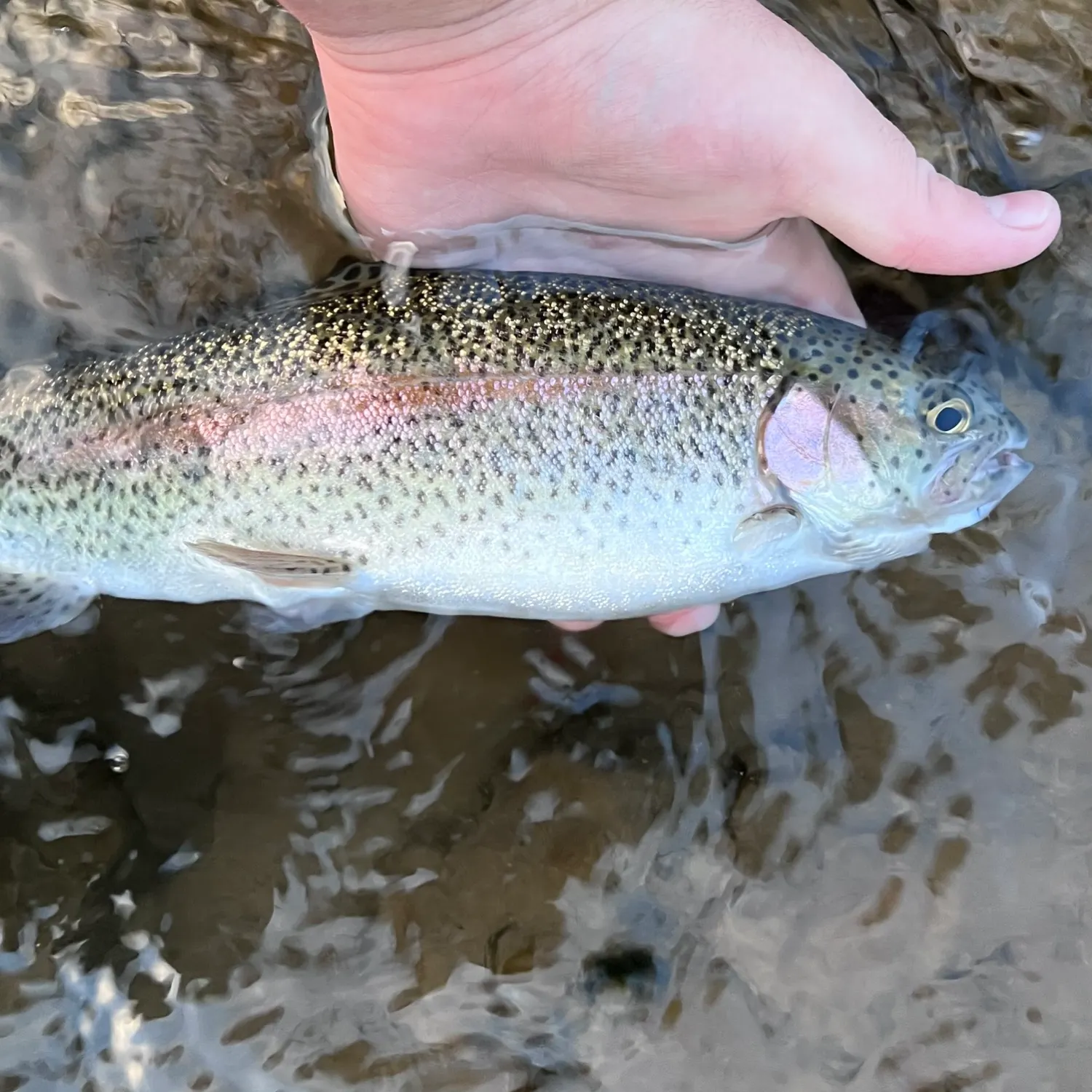 Rainbow trout caught on Fishbrain