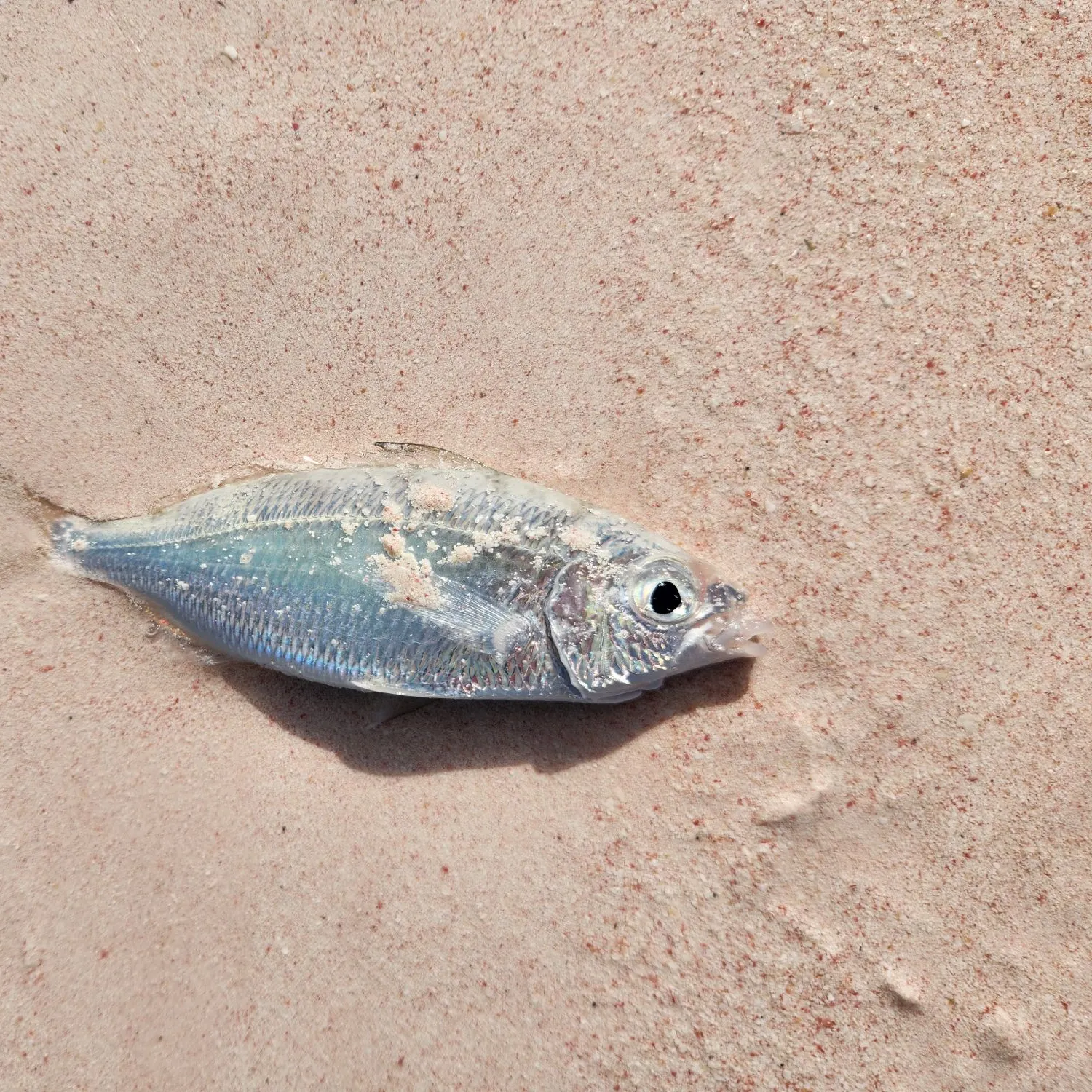 The most recent Irish mojarra catches on Fishbrain