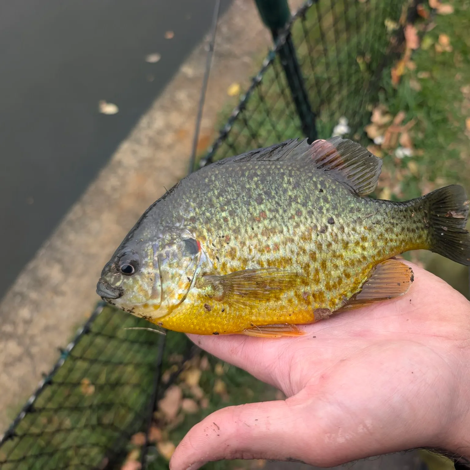 Pumpkinseed caught on Fishbrain
