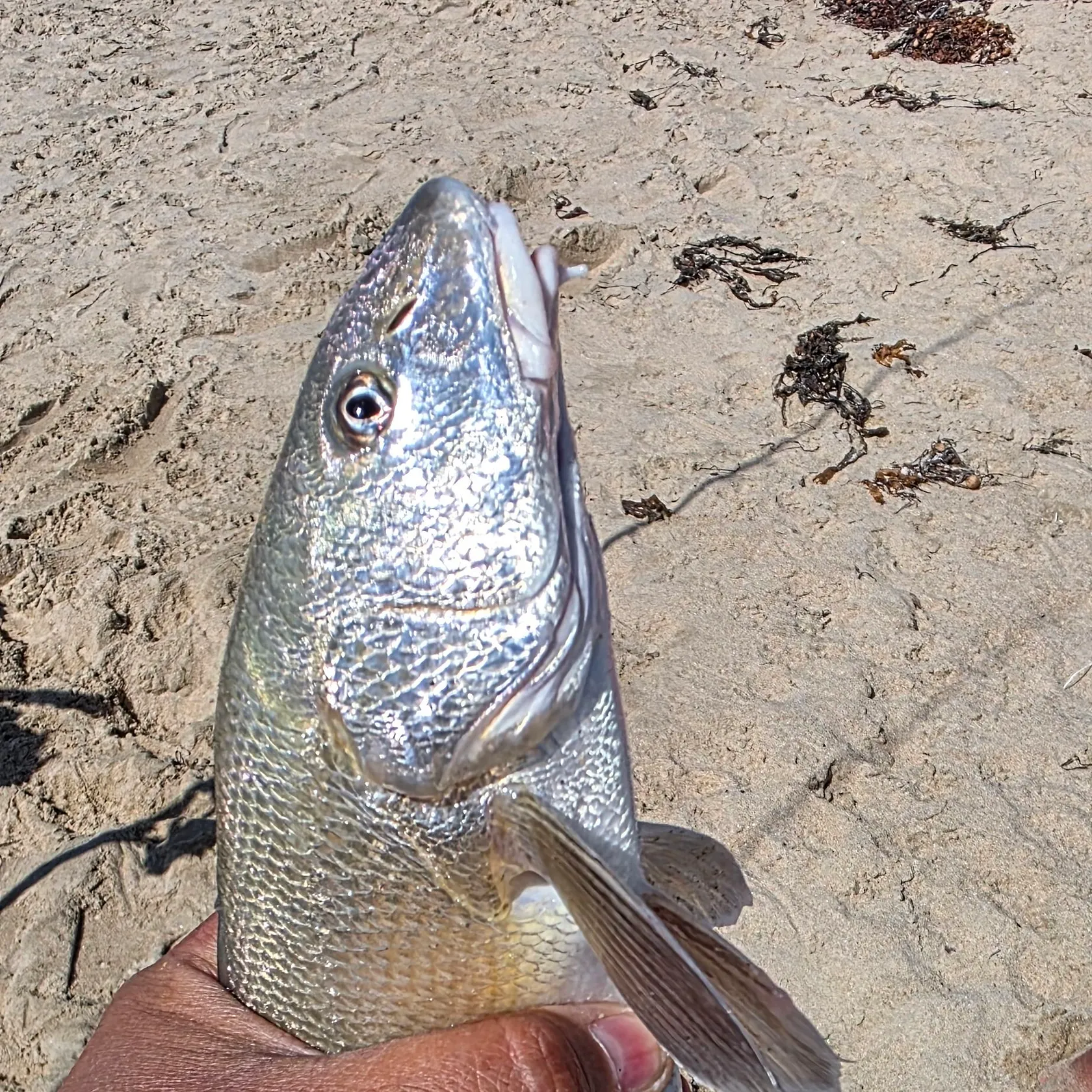 The most recent California corbina catches on Fishbrain
