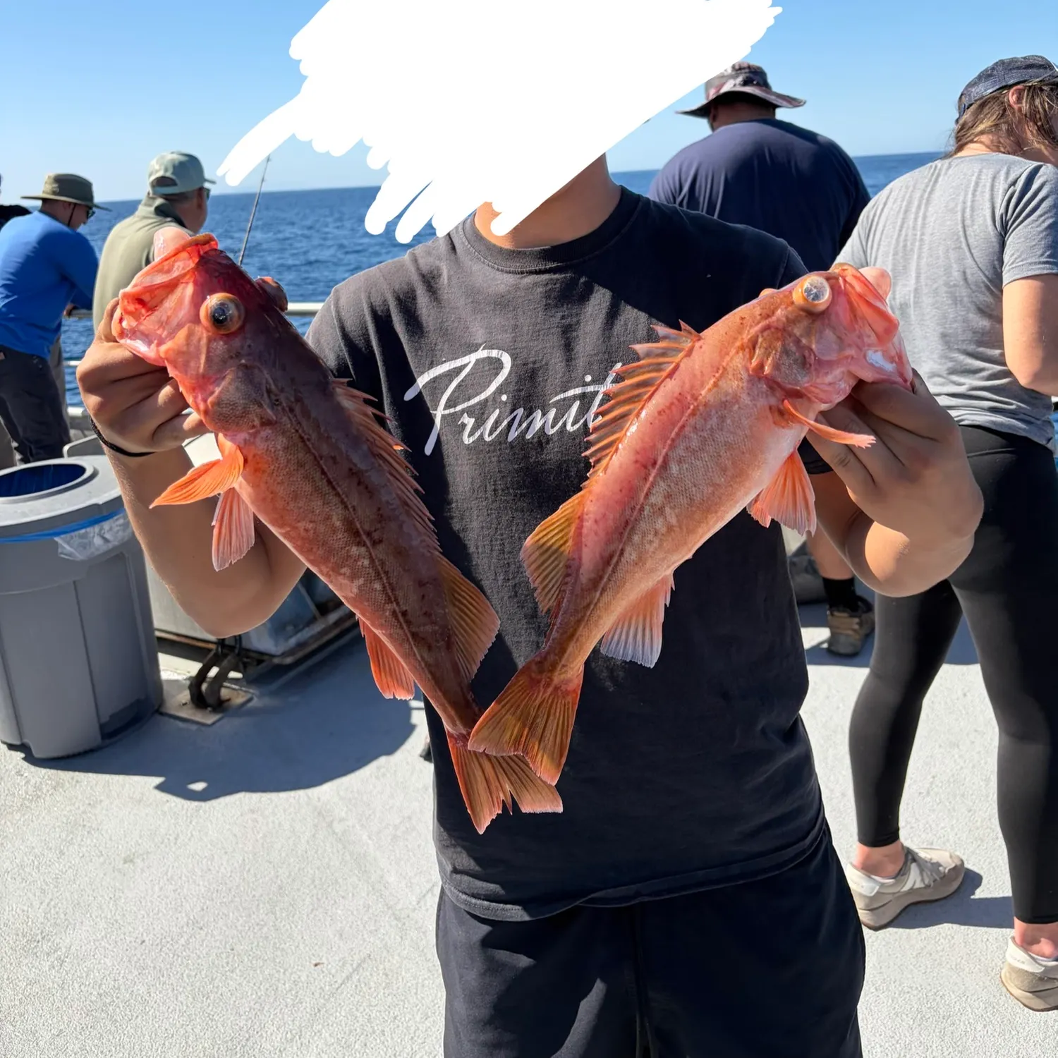The most recent Bocaccio rockfish catches on Fishbrain