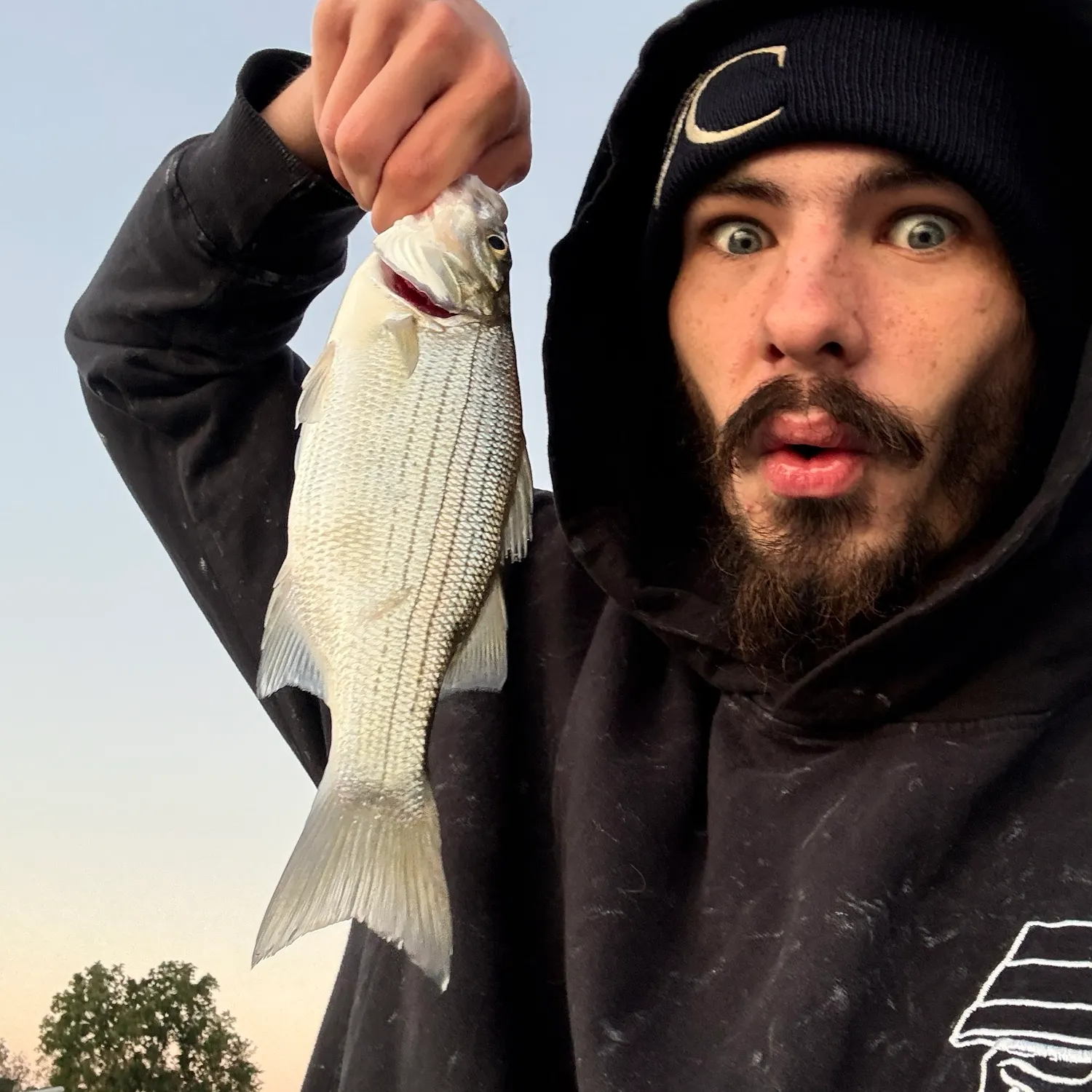 White bass caught on Fishbrain