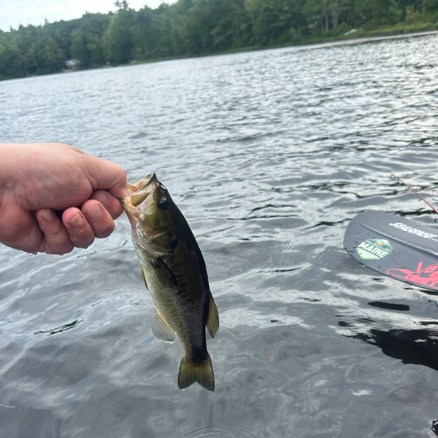 angler catch