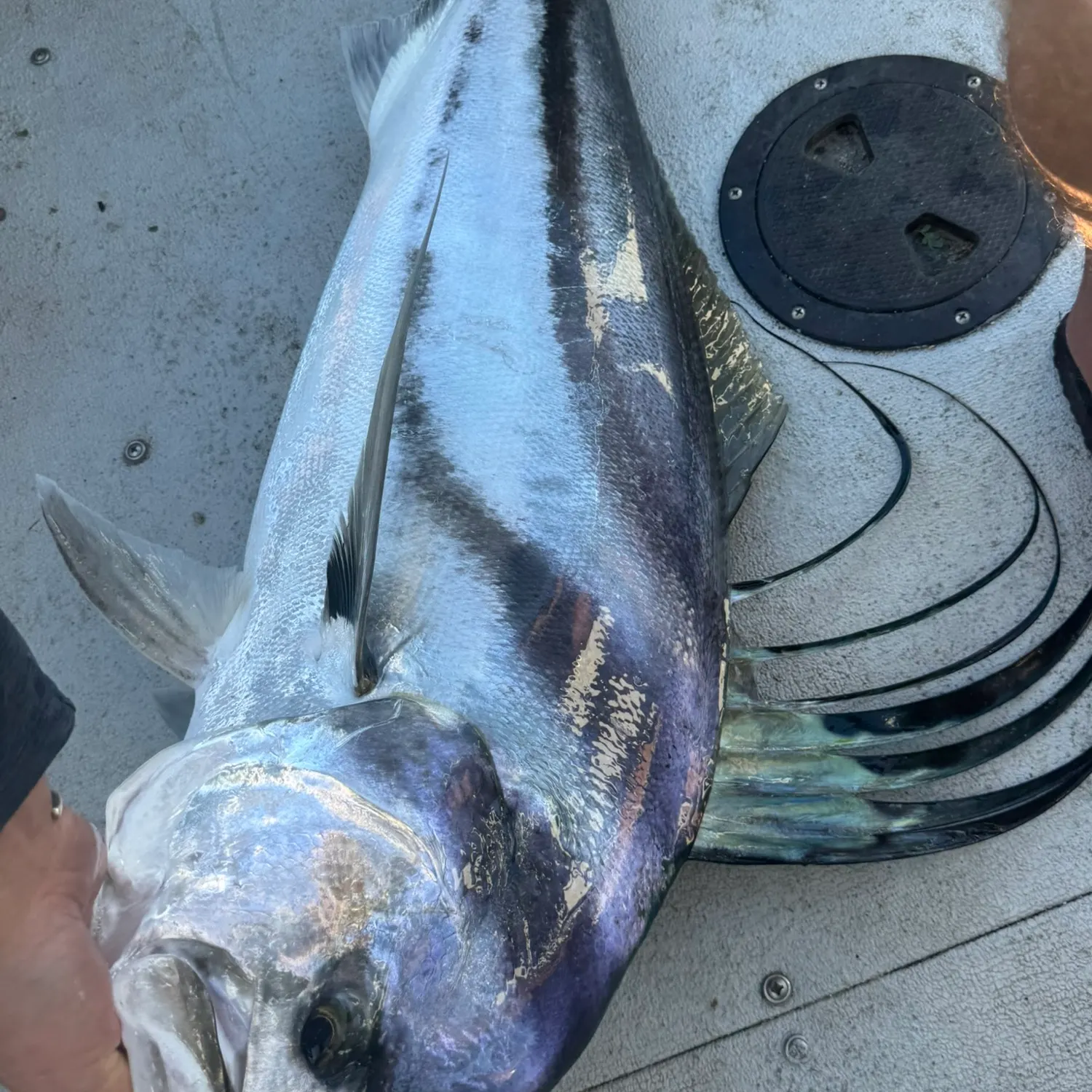 Roosterfish caught on Fishbrain