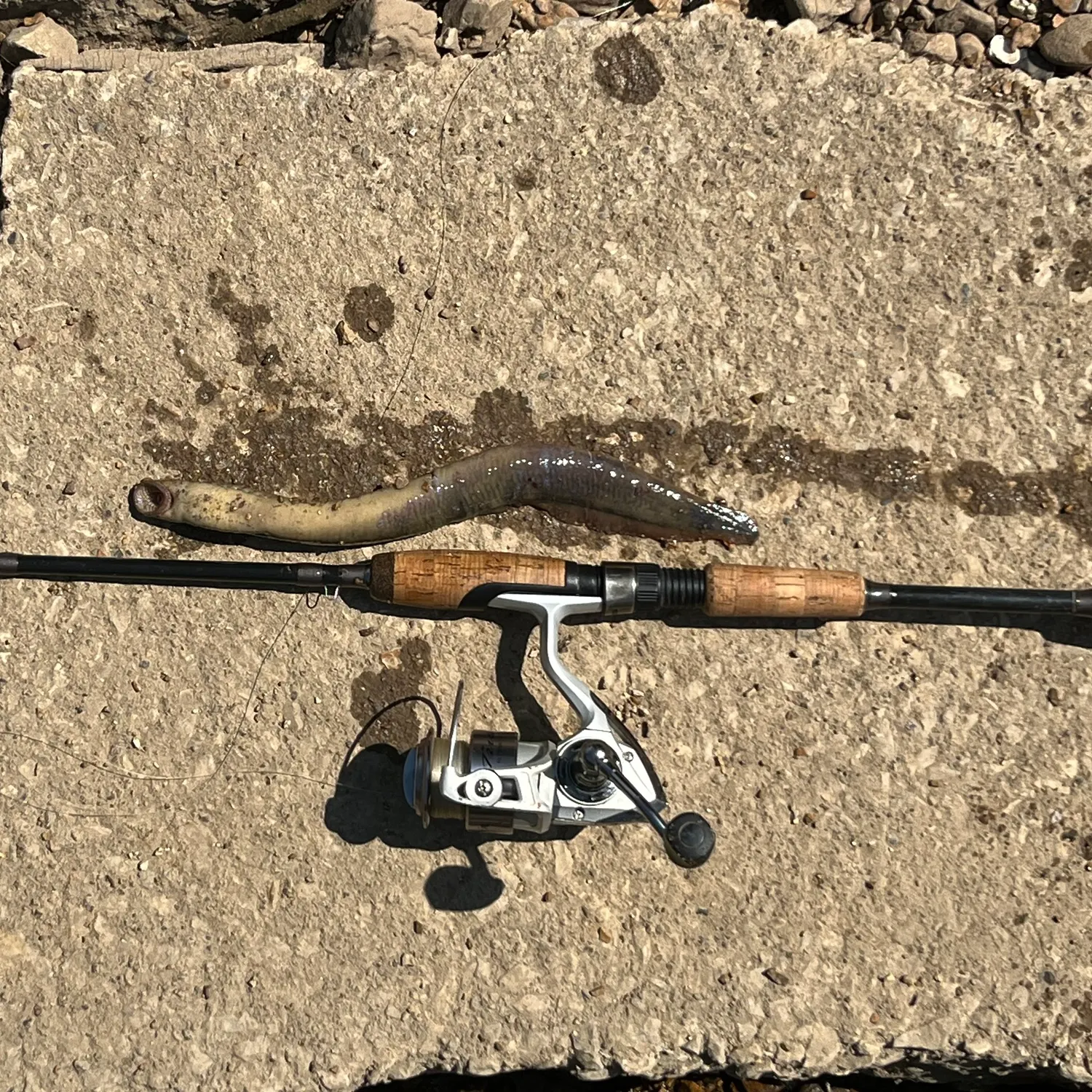 The most recent Least brook lamprey catches on Fishbrain