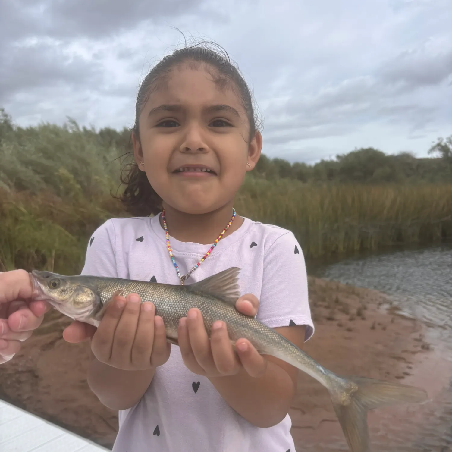 Roundtail chub caught on Fishbrain