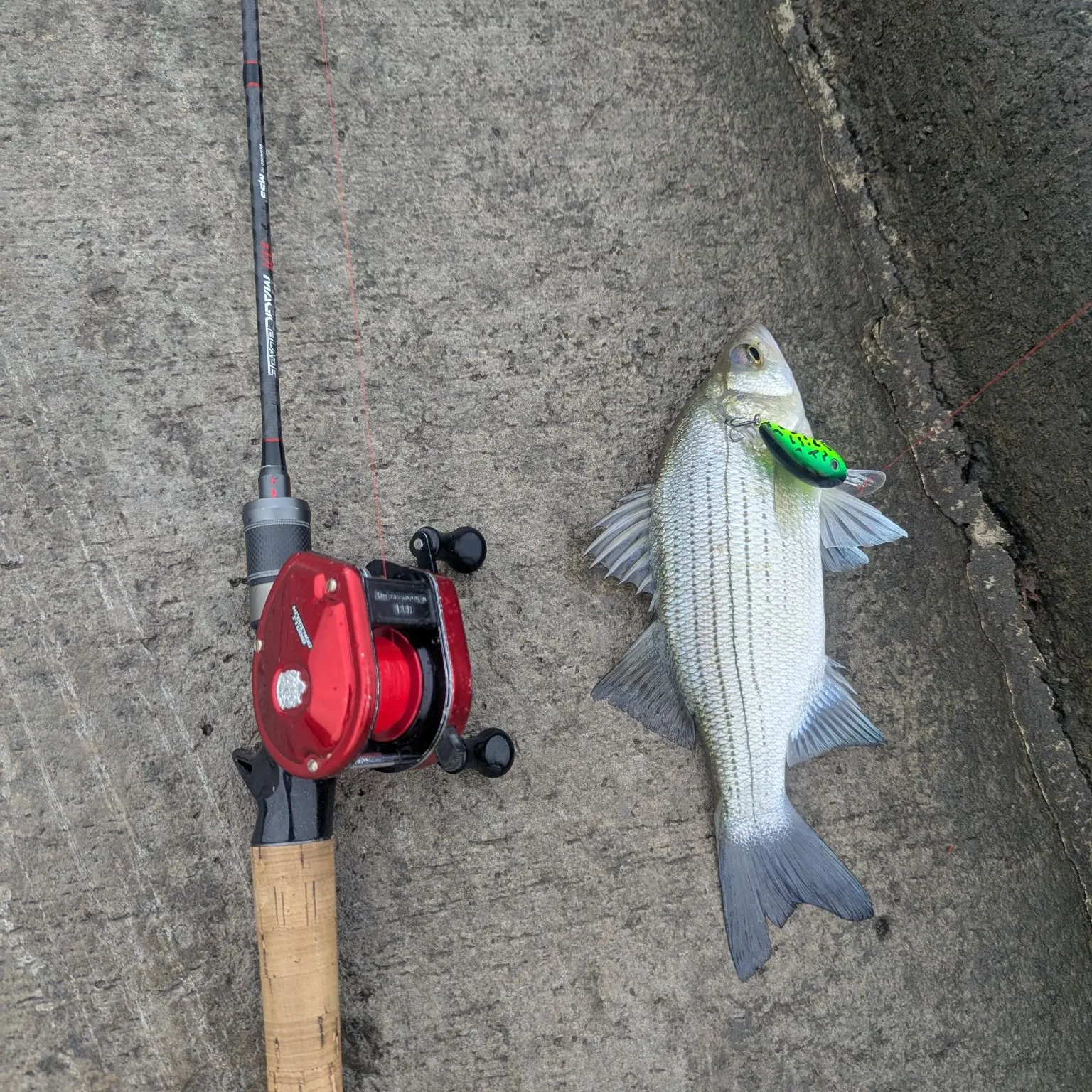 White bass caught on Fishbrain