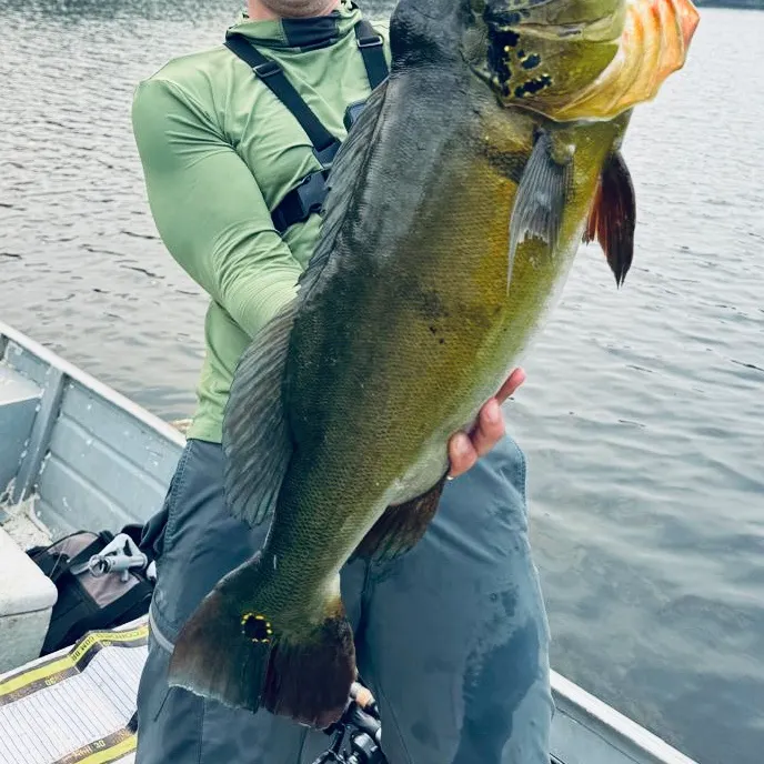 Speckled peacock bass caught on Fishbrain