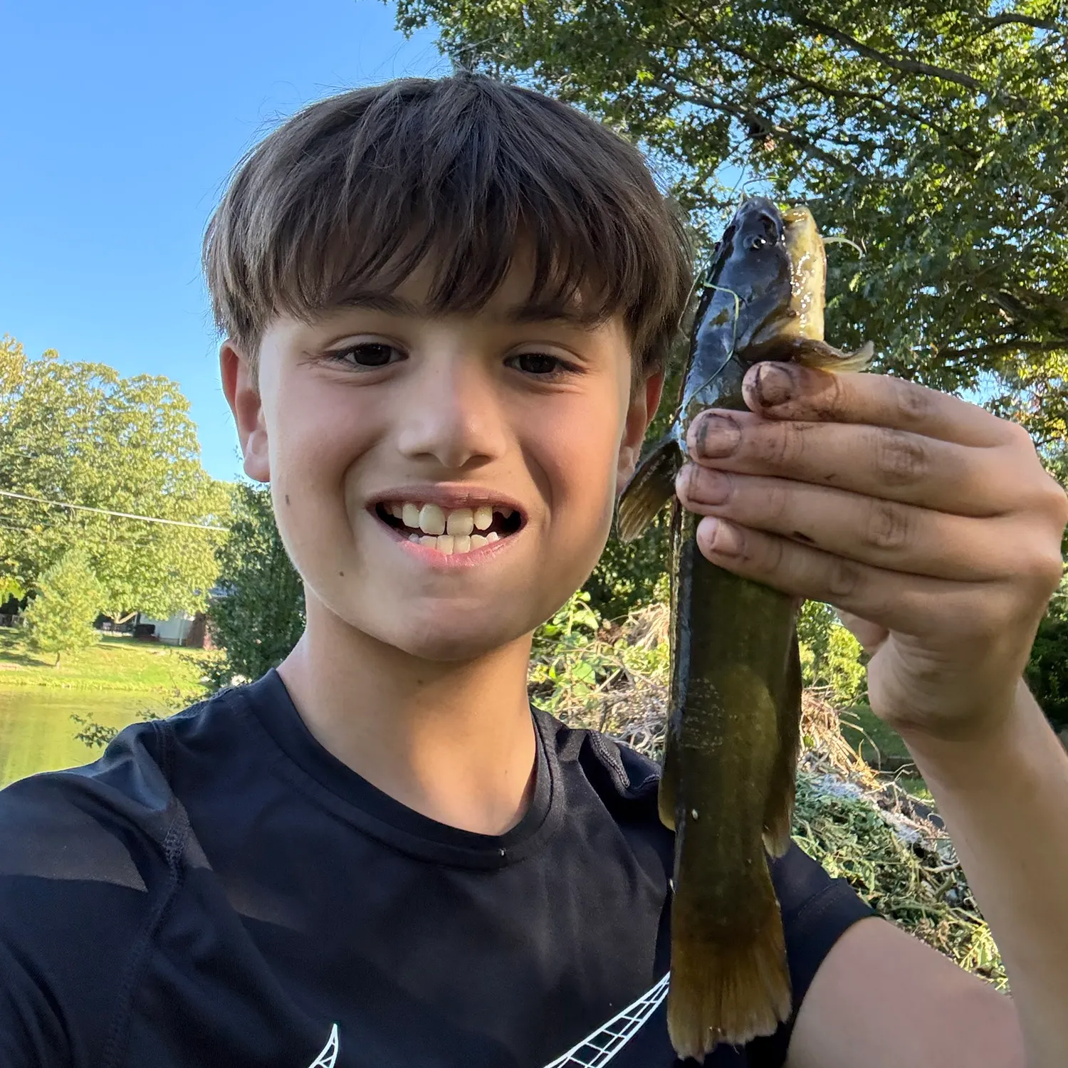 Yellow bullhead caught on Fishbrain