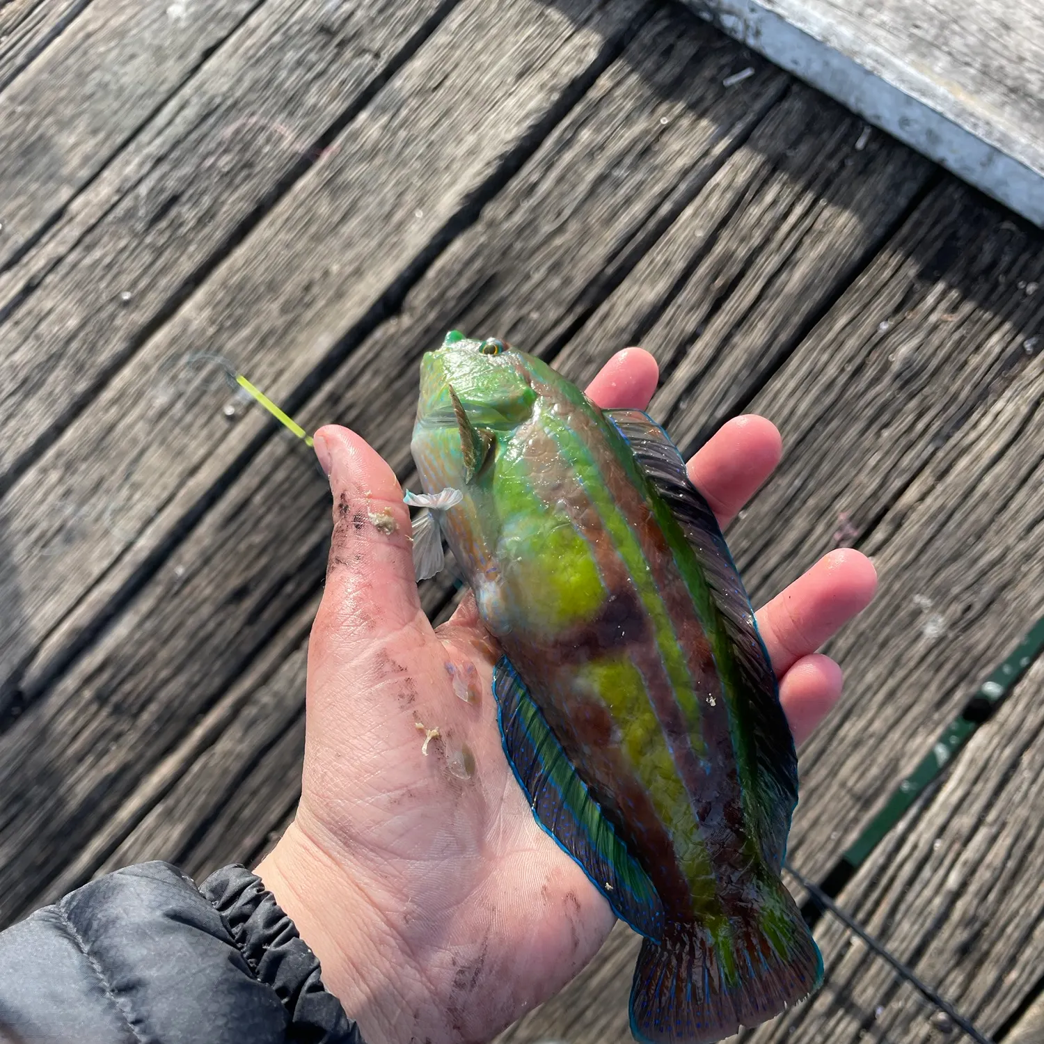 The most recent Rivulated parrotfish catches on Fishbrain