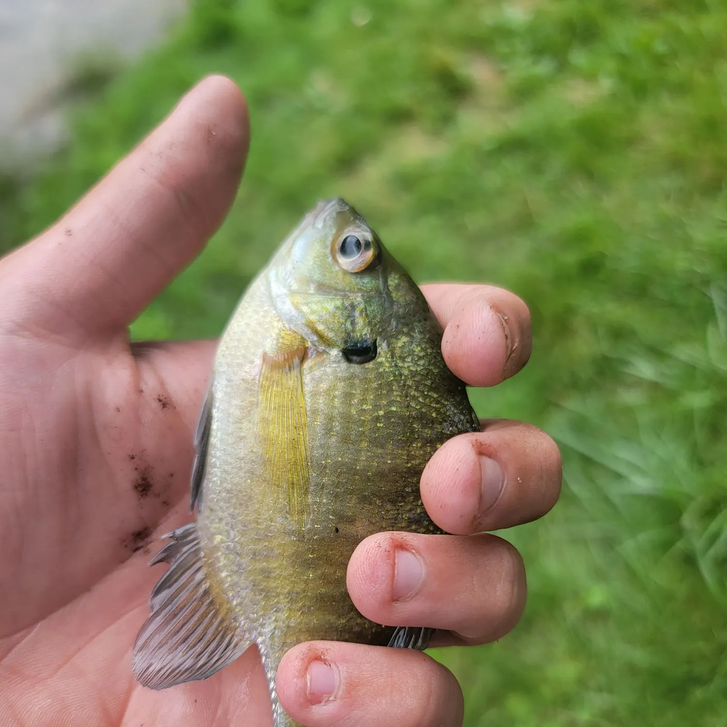 Bluegill caught on Fishbrain