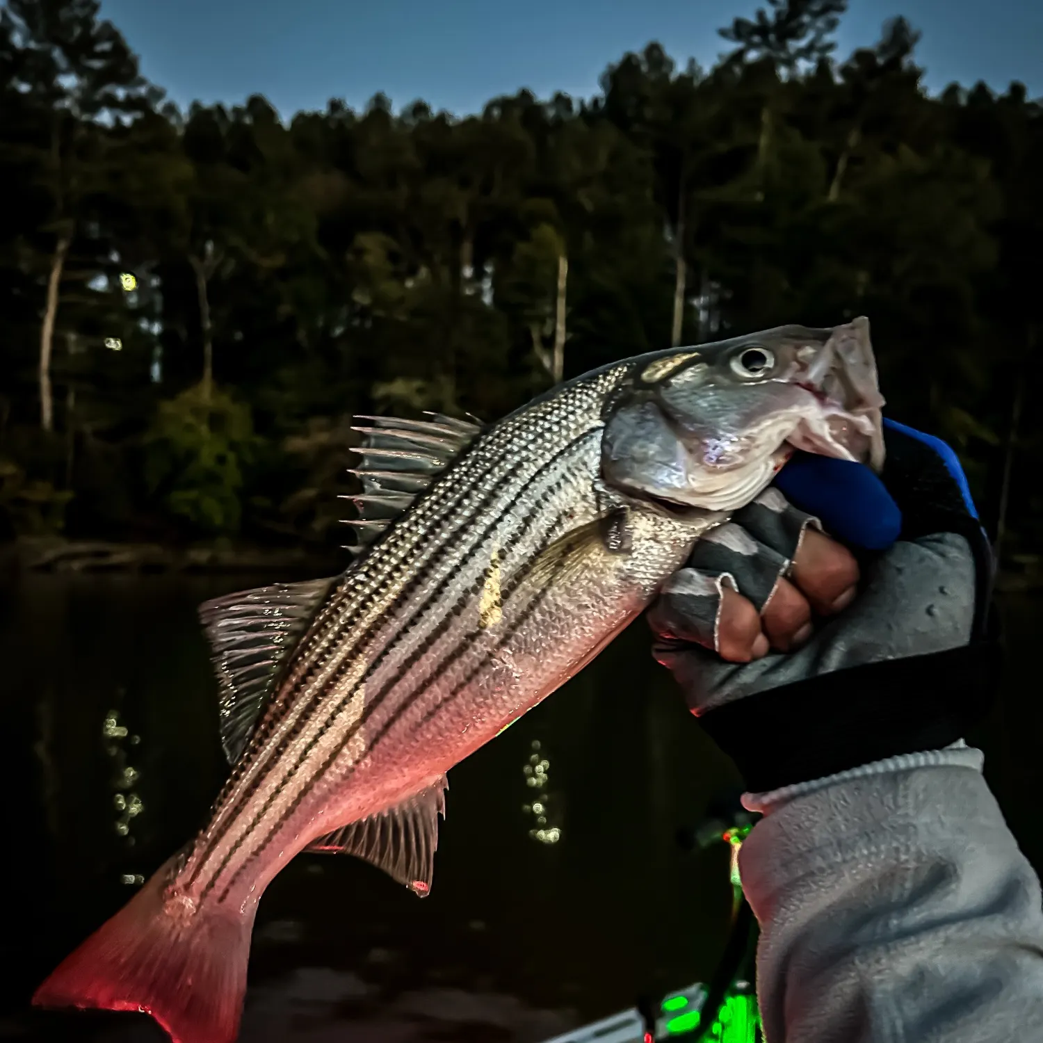 Wiper caught on Fishbrain