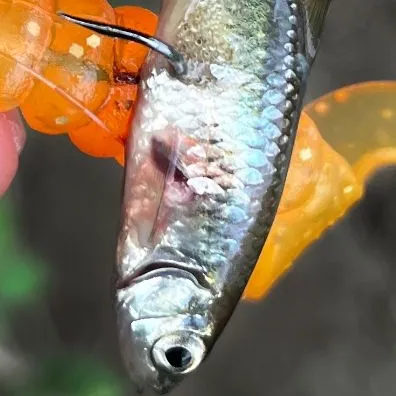 The most recent Emerald shiner catches on Fishbrain