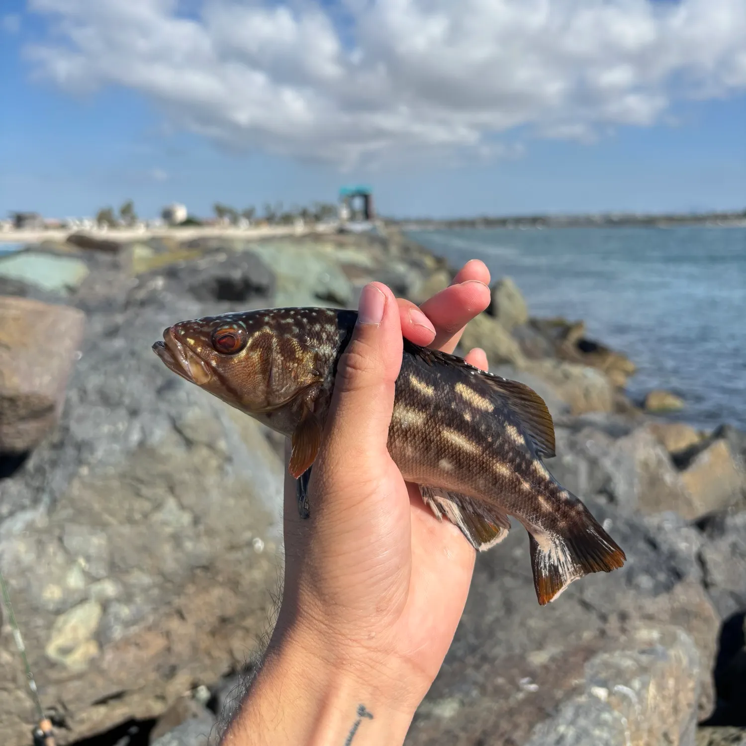 Kelp bass caught on Fishbrain