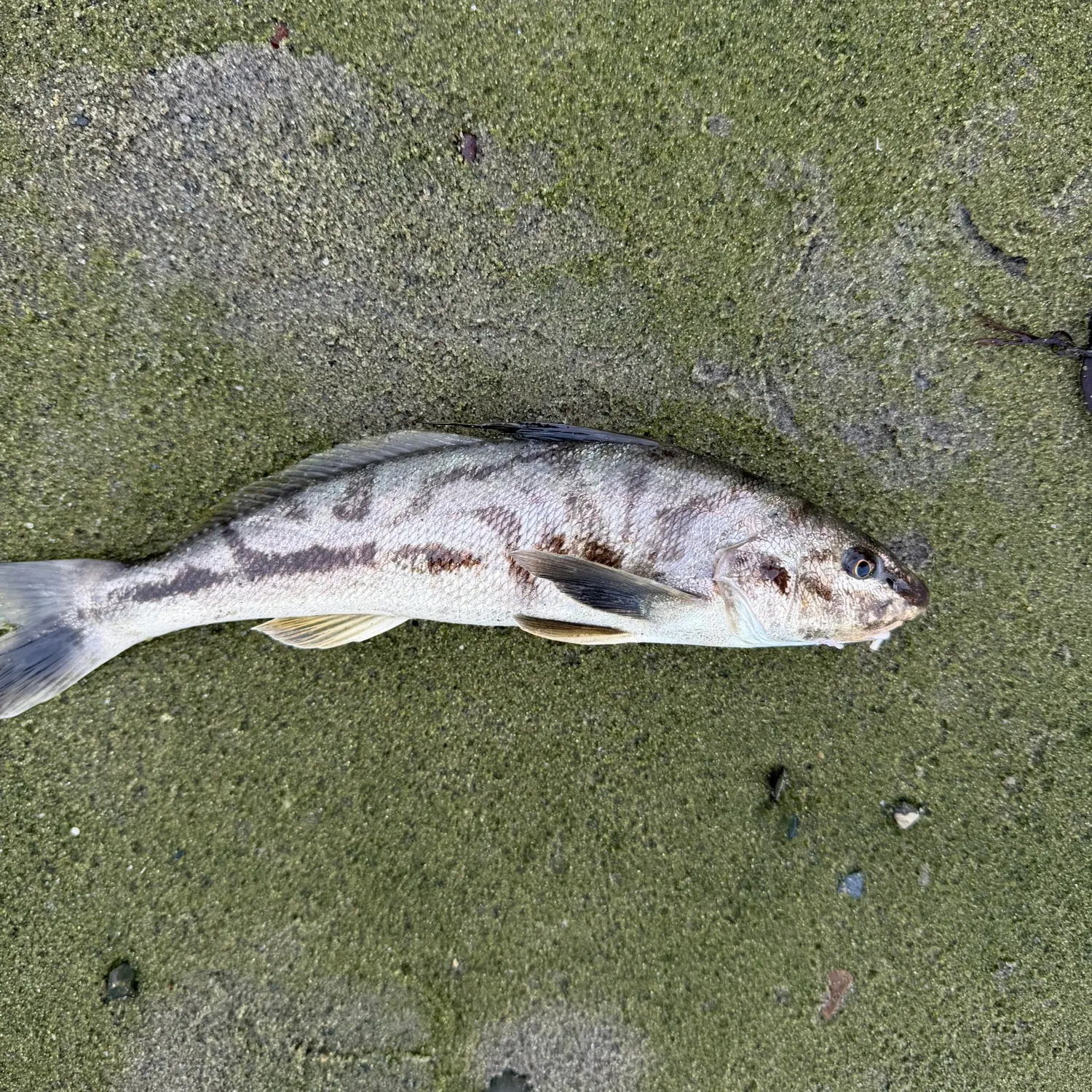 The most recent Northern kingcroaker catches on Fishbrain
