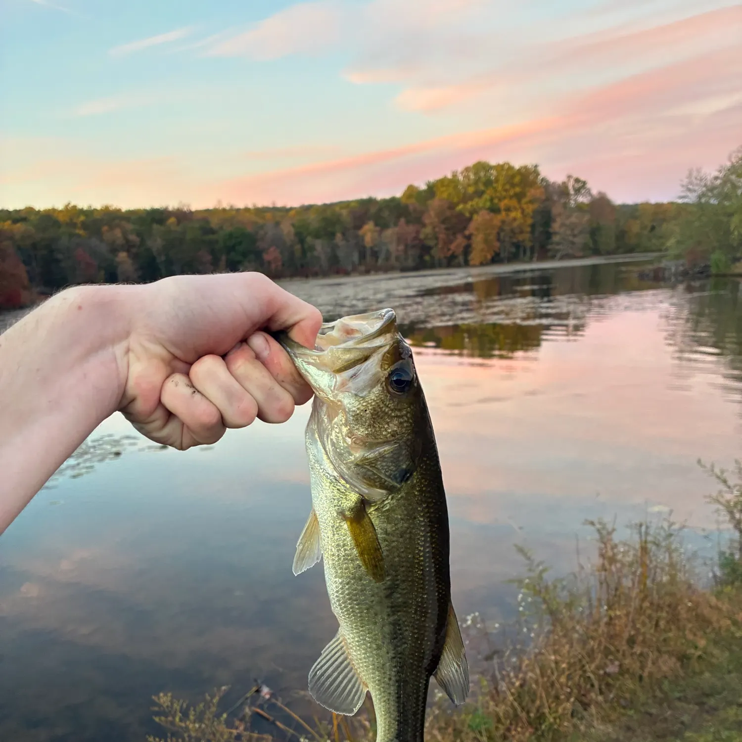 Fish caught on Fishbrain