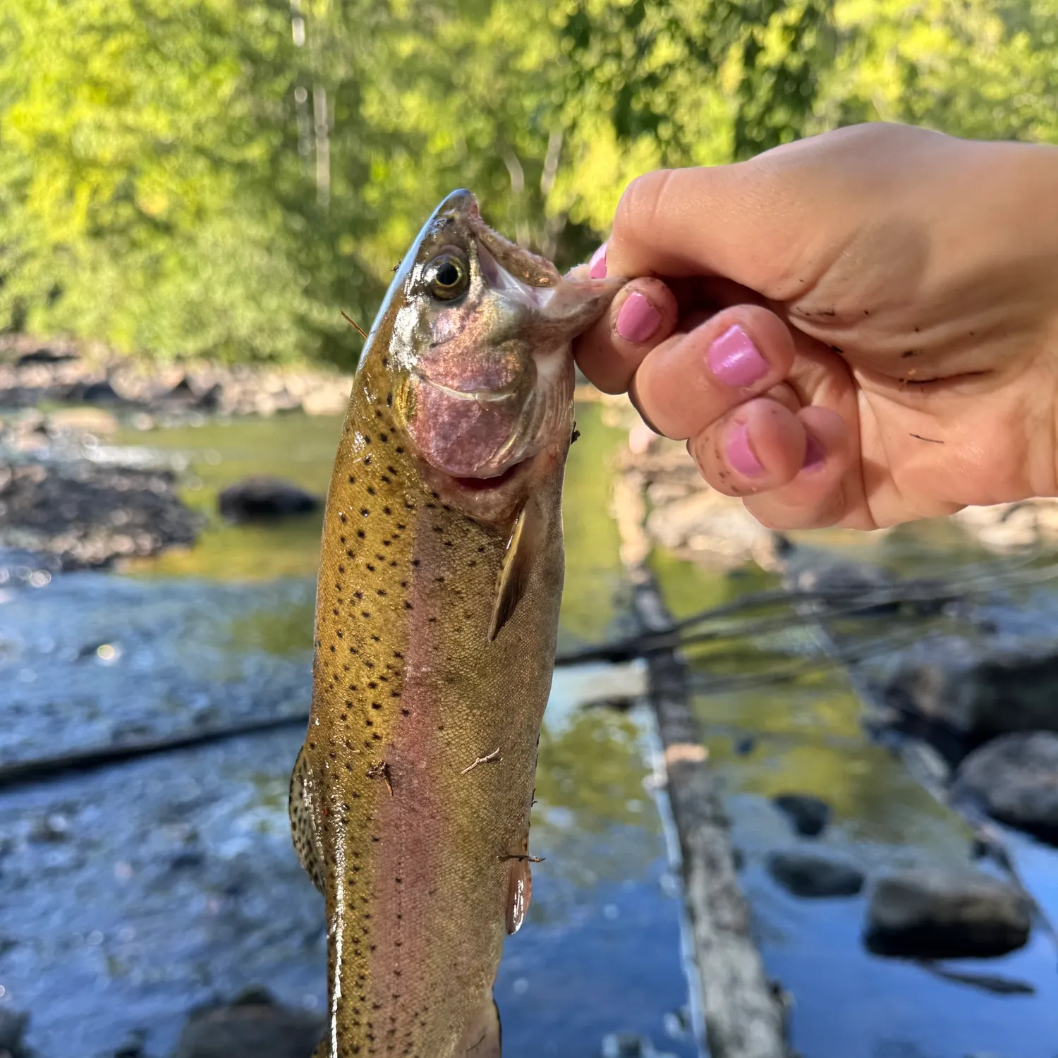 The most recent Rainbow trout catches on Fishbrain